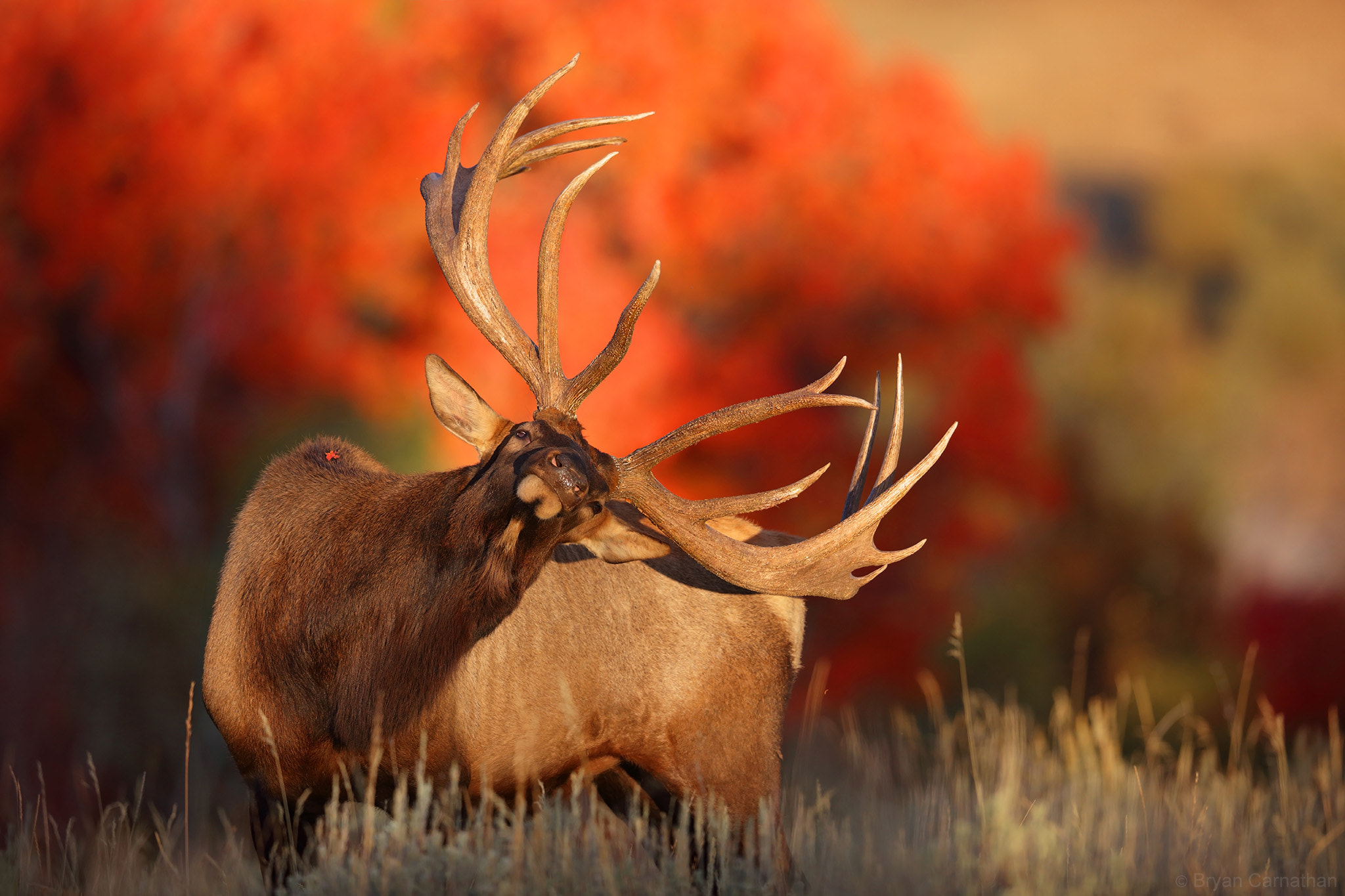 Canon EF 600mm F4L IS II USM sample photo. Sometimes, everything comes together brilliantly – huge bull elk photography