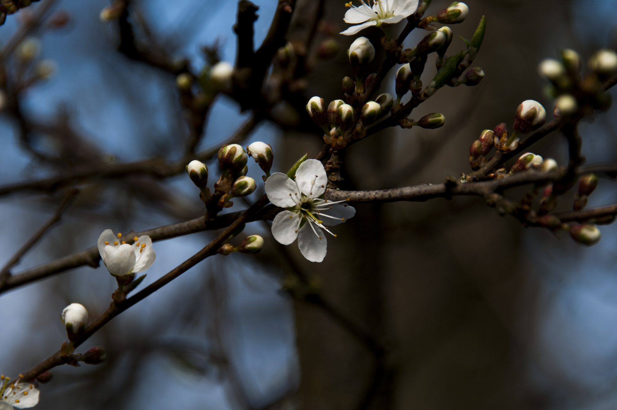 Nikon D300 sample photo. How fruit begins photography