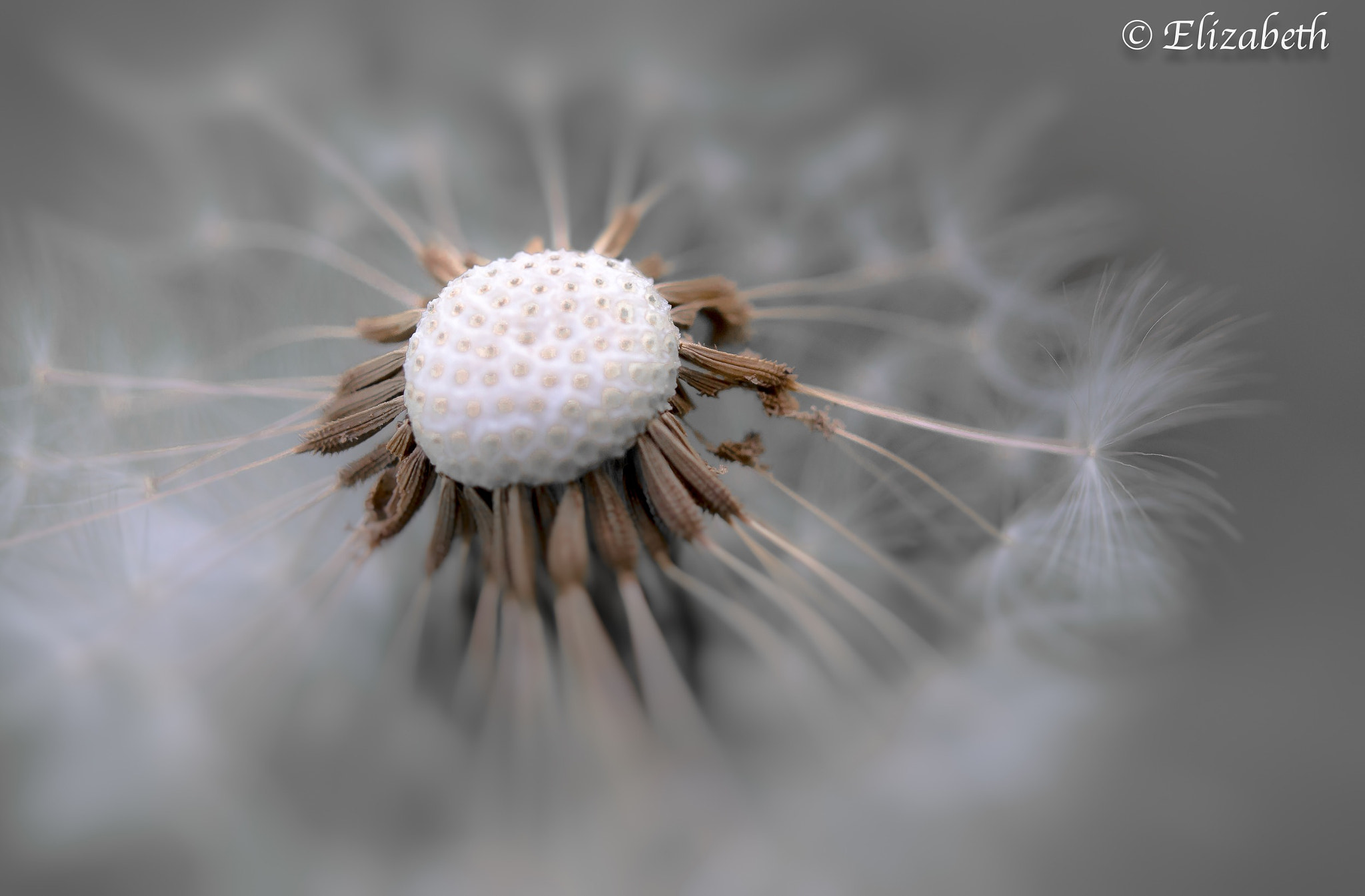 Canon EF-S 60mm F2.8 Macro USM sample photo. Let time pass photography