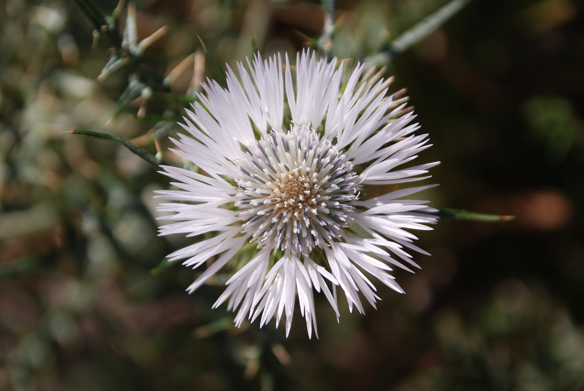 Sigma 17-70mm F2.8-4 DC Macro OS HSM sample photo. Cardo photography