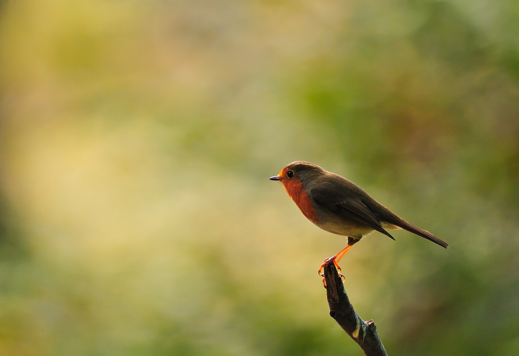 Nikon D3 + Tamron SP 150-600mm F5-6.3 Di VC USD sample photo. Robin in the woods photography