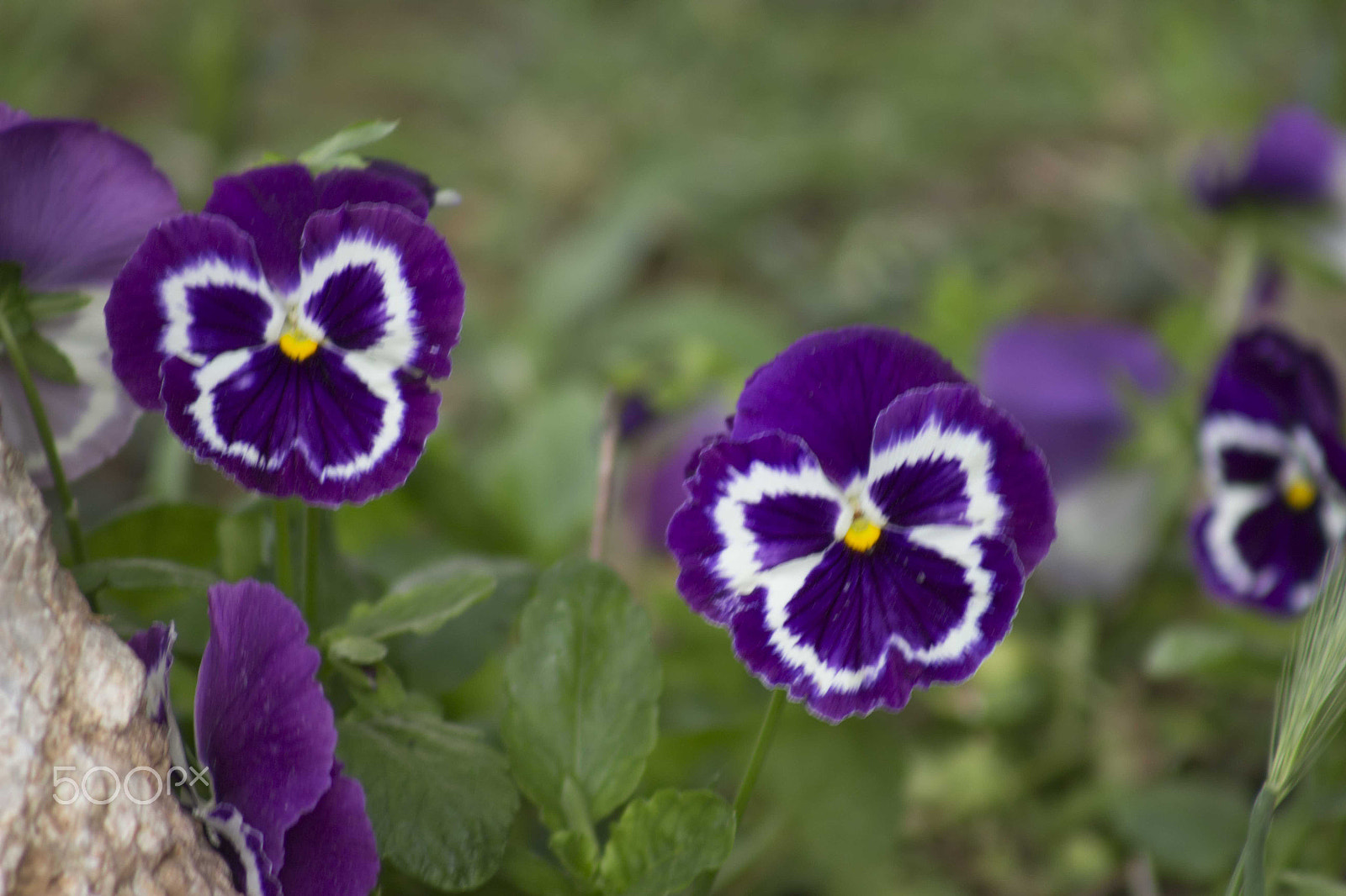Canon EF 75-300mm f/4-5.6 USM sample photo. From nature with love photography