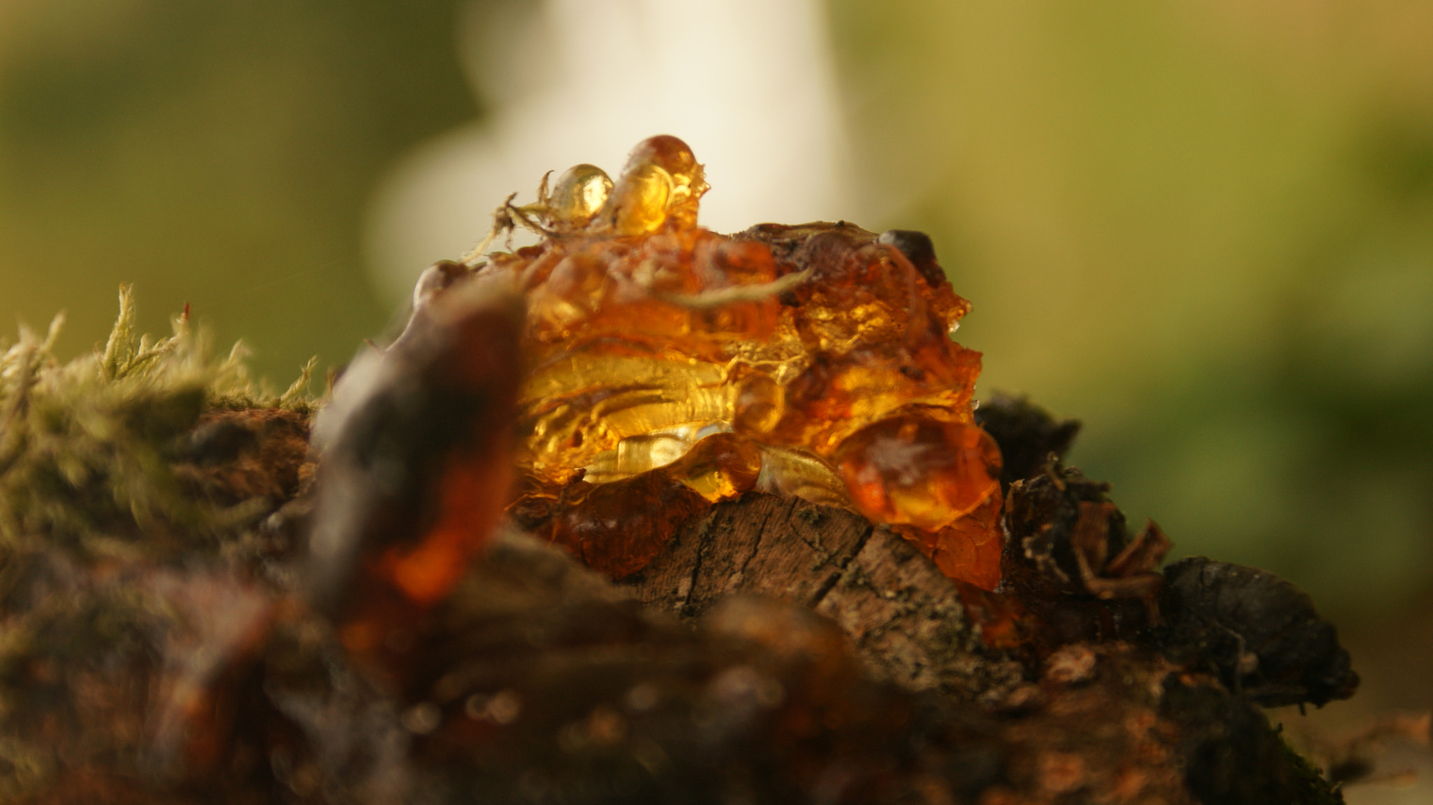 Sony Alpha DSLR-A700 sample photo. Amber photography