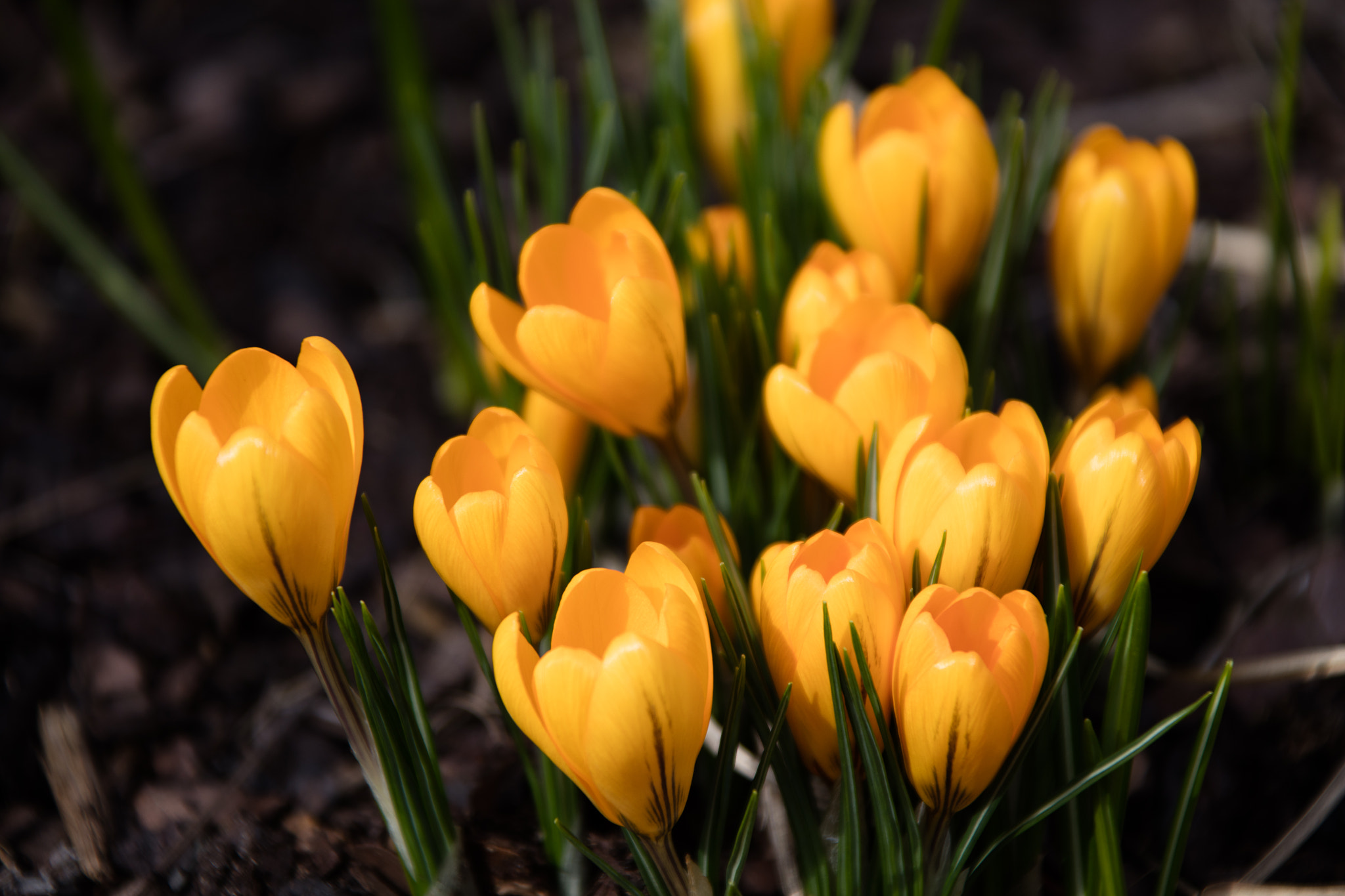 Canon EF 28-300mm F3.5-5.6L IS USM sample photo. Crocus photography