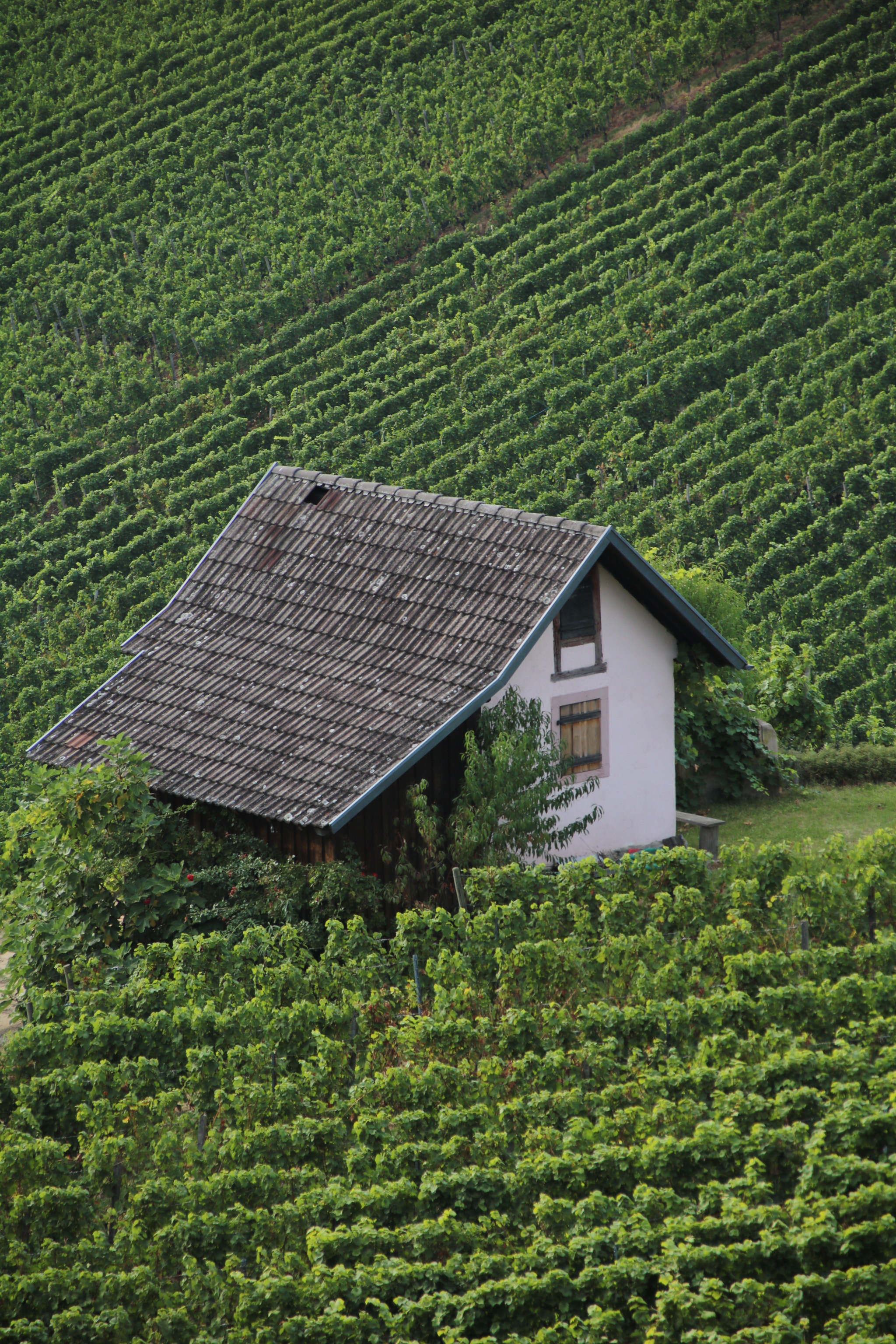 Canon EOS 750D (EOS Rebel T6i / EOS Kiss X8i) + Canon TS-E 90mm F2.8 Tilt-Shift sample photo. House in the vines photography