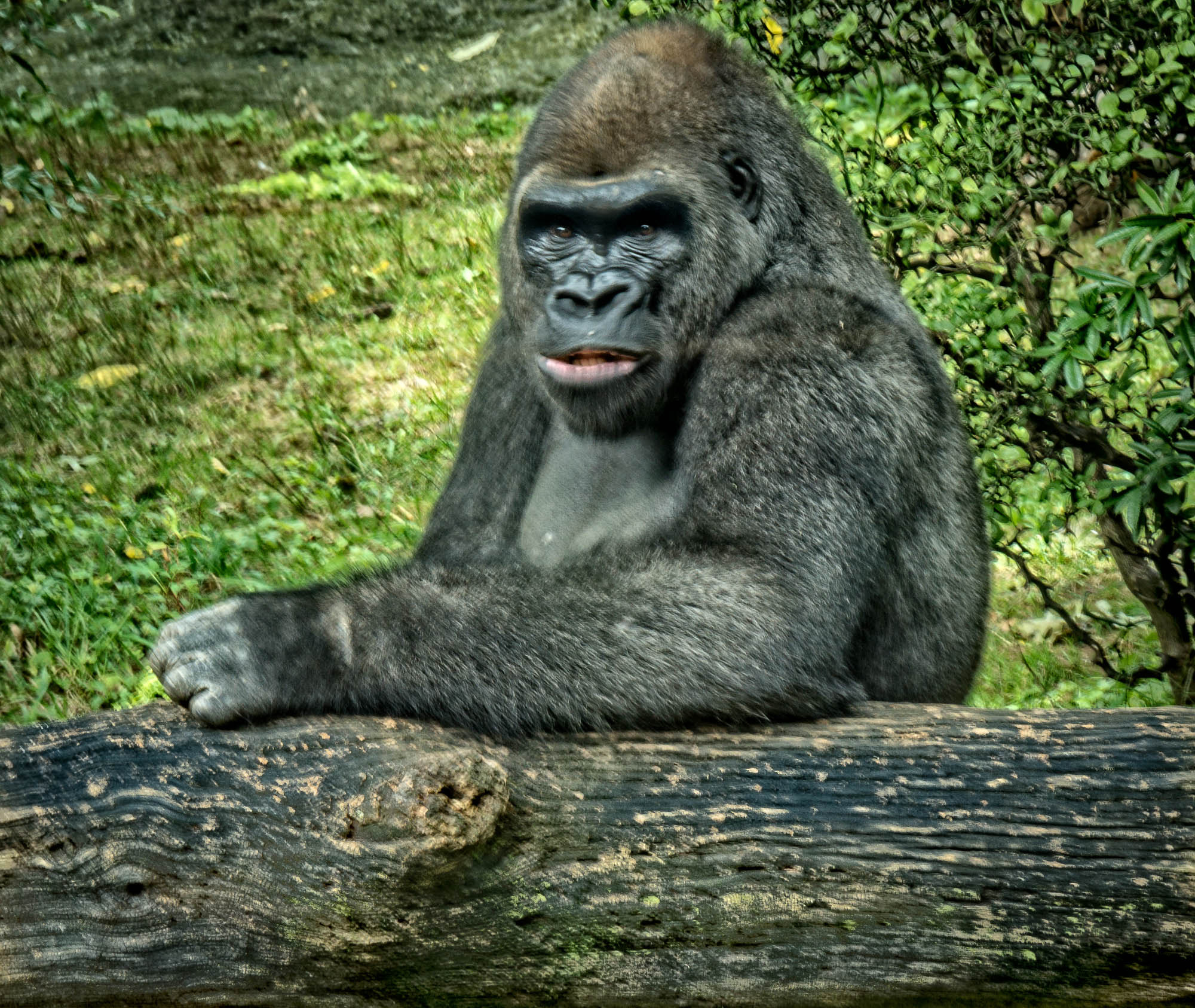 Panasonic Lumix DMC-GH3 sample photo. Gorilla stare photography