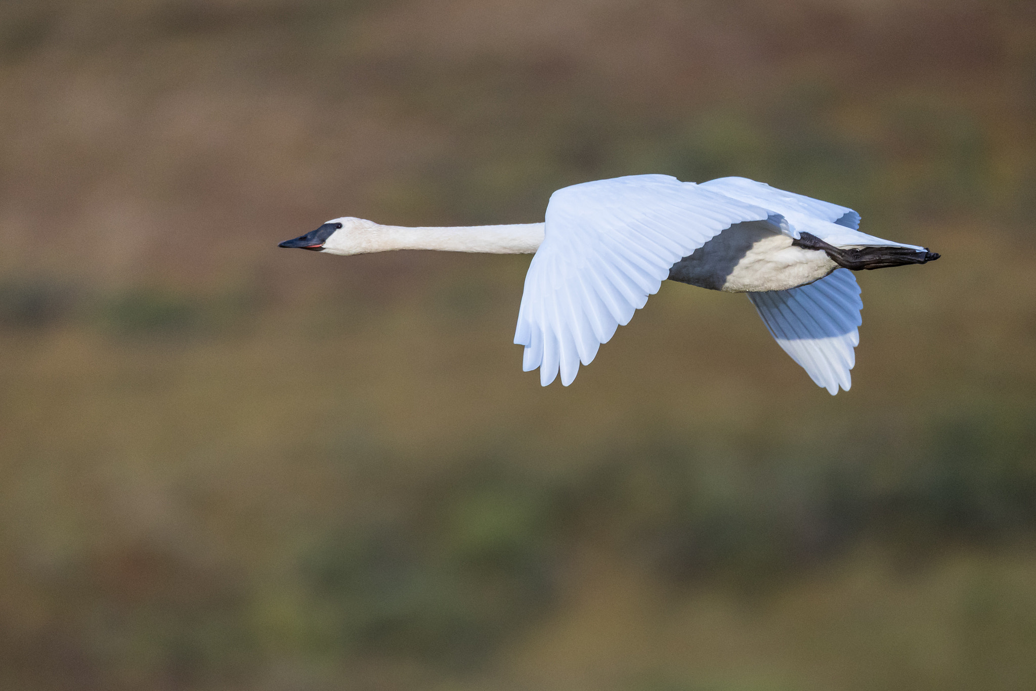 Canon EOS-1D X Mark II + Canon EF 800mm F5.6L IS USM sample photo. Trumpeter swan in flight photography