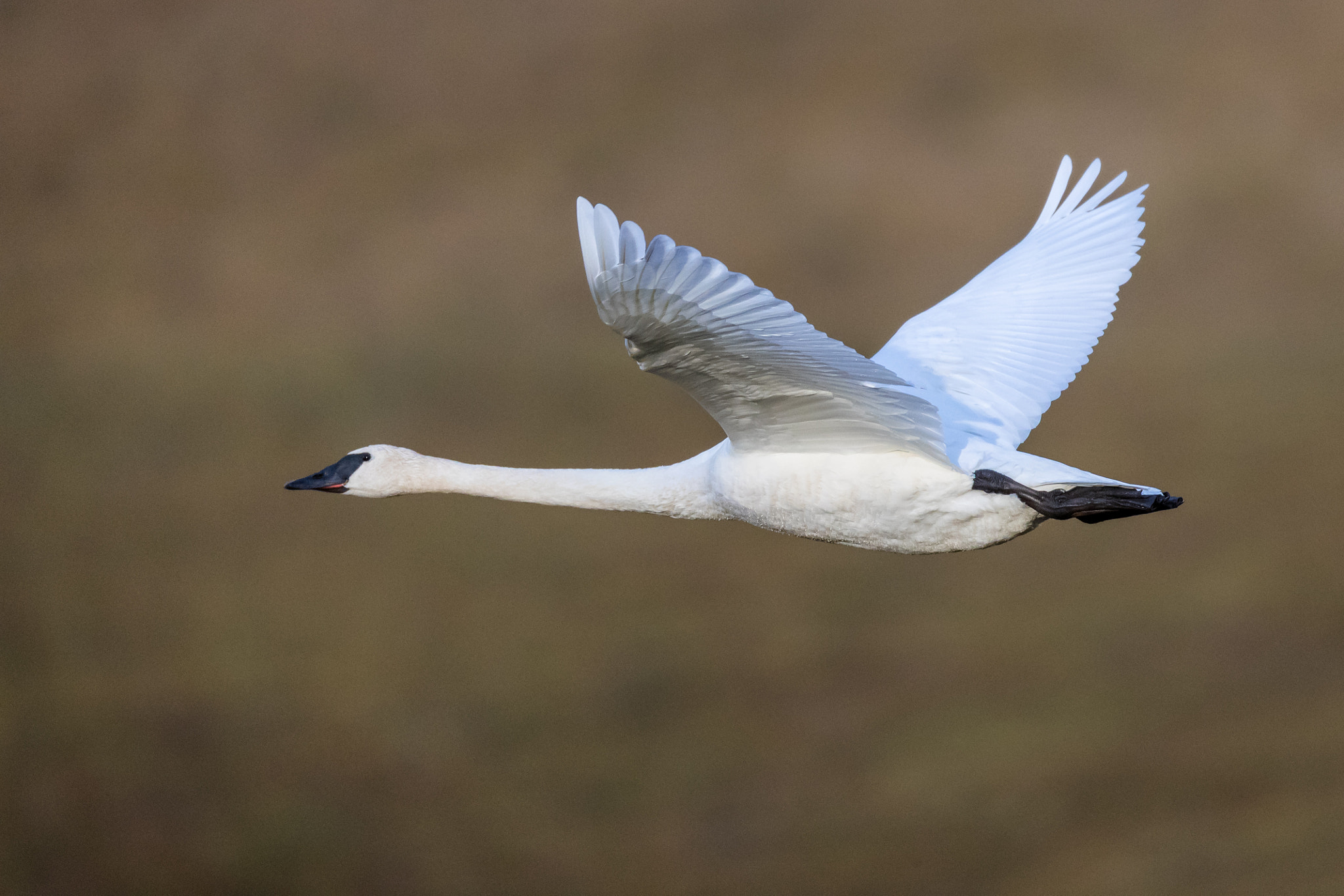Canon EOS-1D X Mark II + Canon EF 800mm F5.6L IS USM sample photo. Trumpeter swan in flight photography