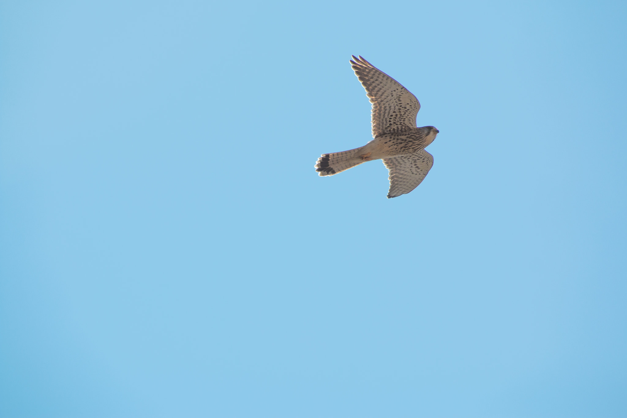 Canon EF 28-300mm F3.5-5.6L IS USM sample photo. Falcon photography