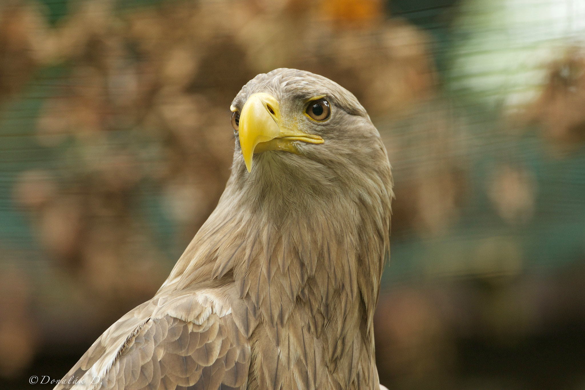 Canon EOS 7D Mark II sample photo. Orel mořský (haliaeetus albicilla) photography