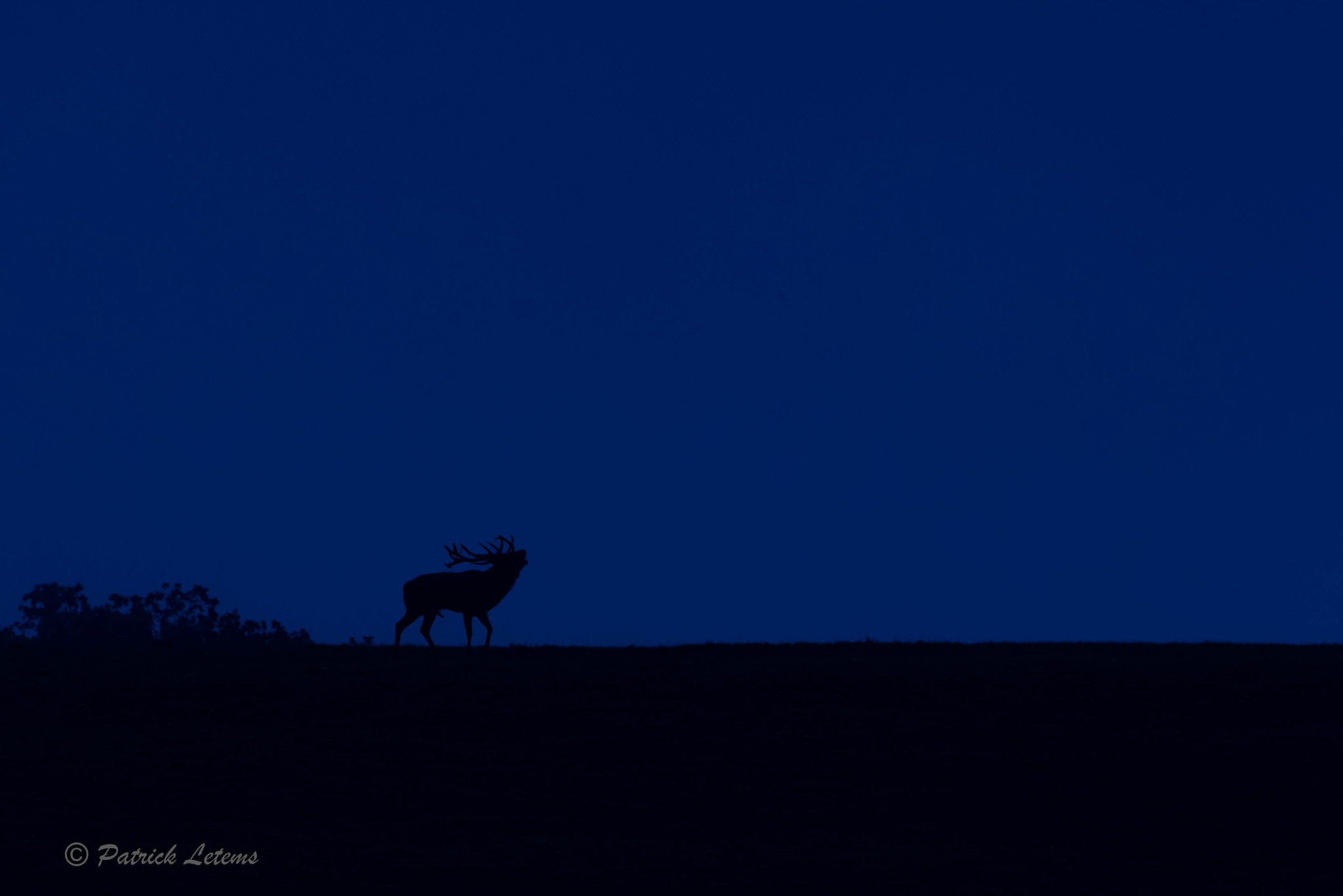 Nikon AF-S Nikkor 300mm F2.8G ED VR II sample photo. Dsc photography