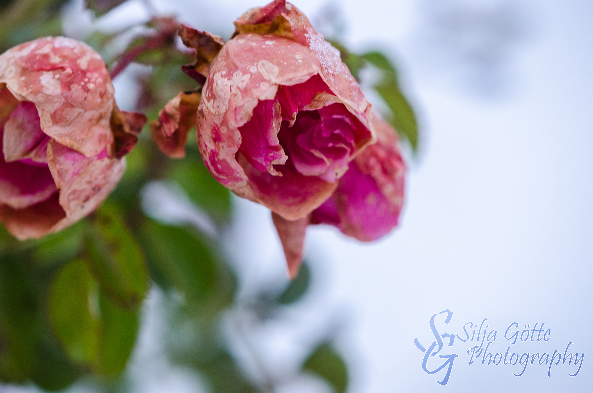 Nikon D7000 sample photo. Snow roses photography