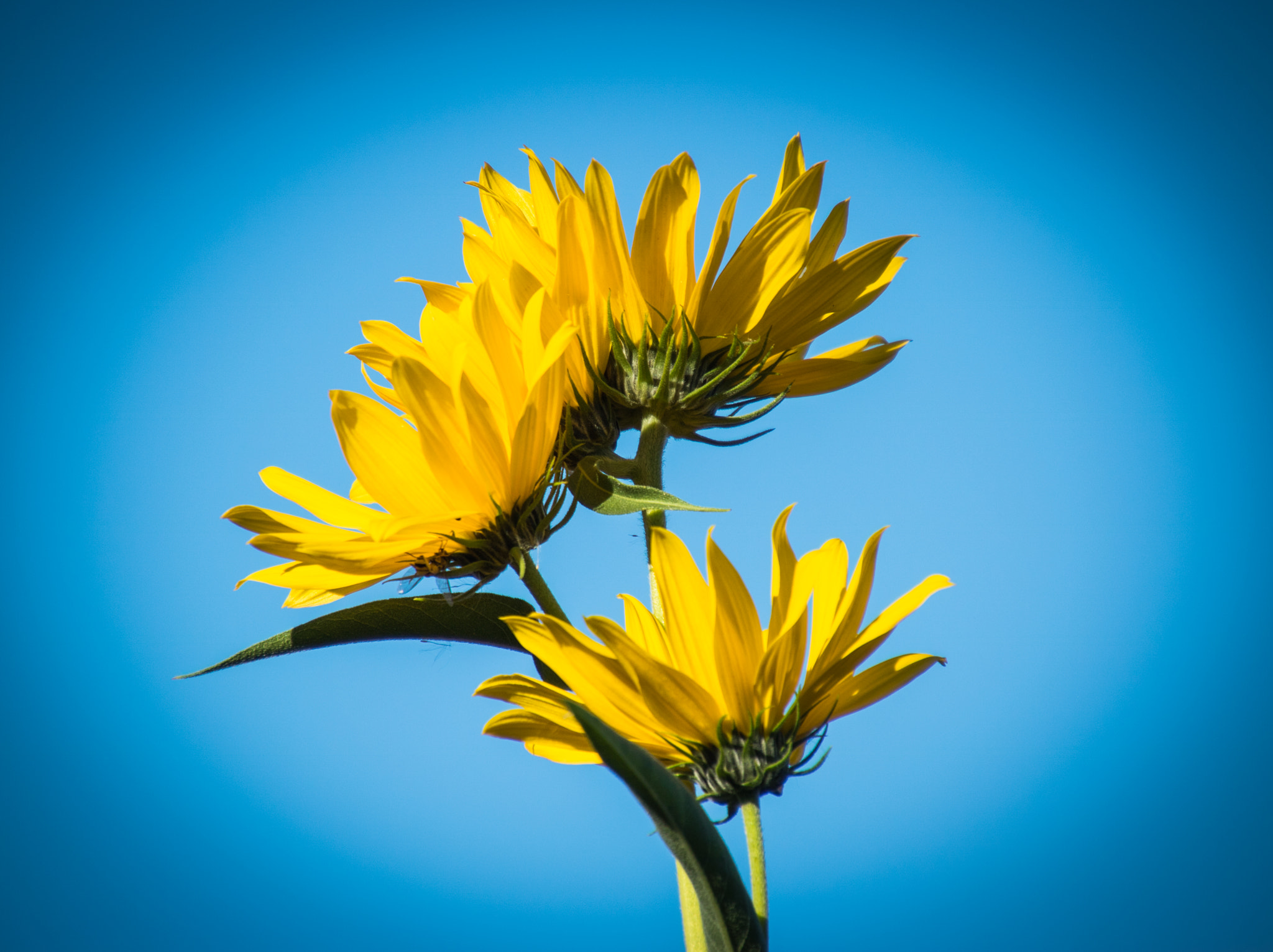 Canon EOS 760D (EOS Rebel T6s / EOS 8000D) sample photo. Yellow petals blue sky photography