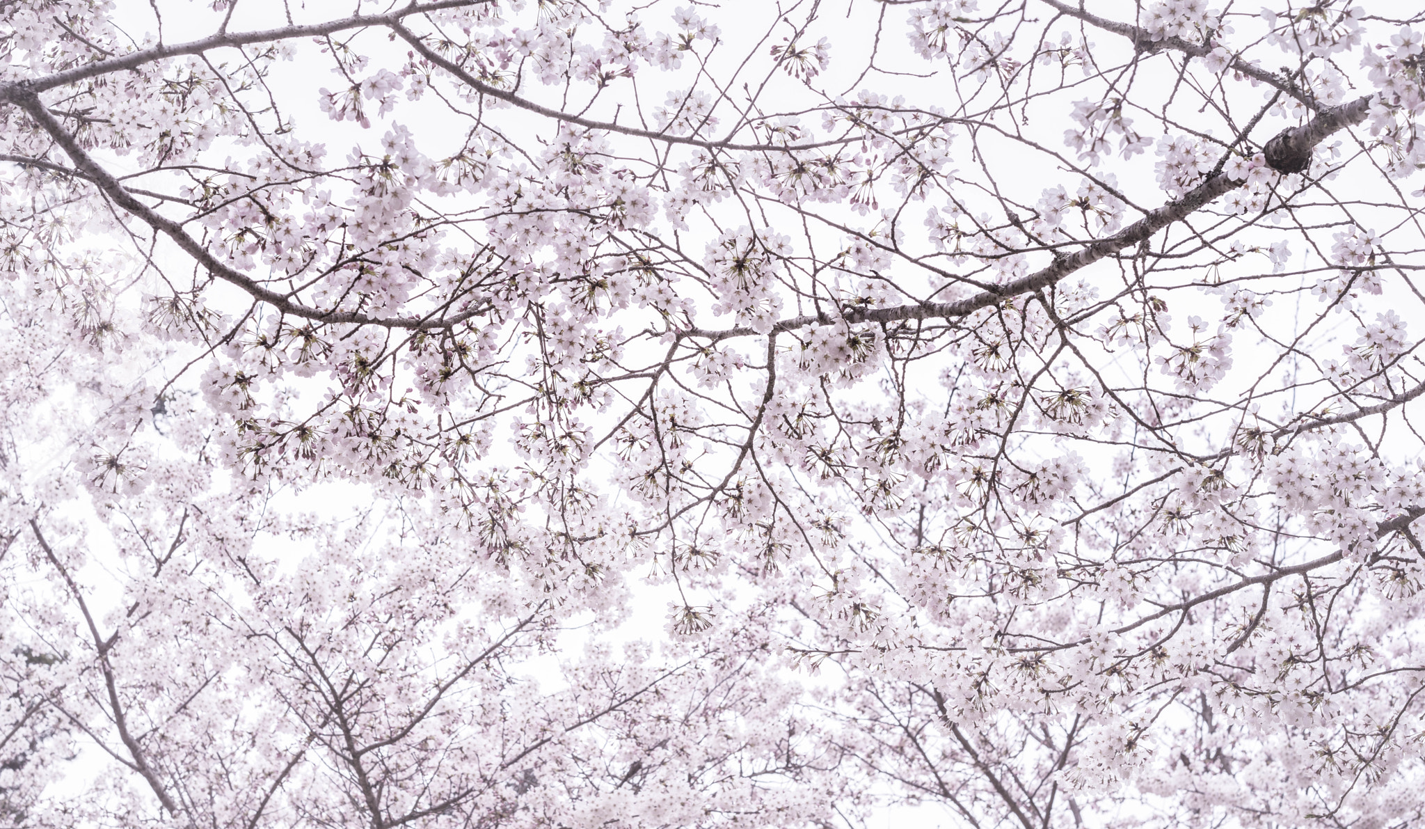 E 50mm F2 sample photo. Sakura i photography