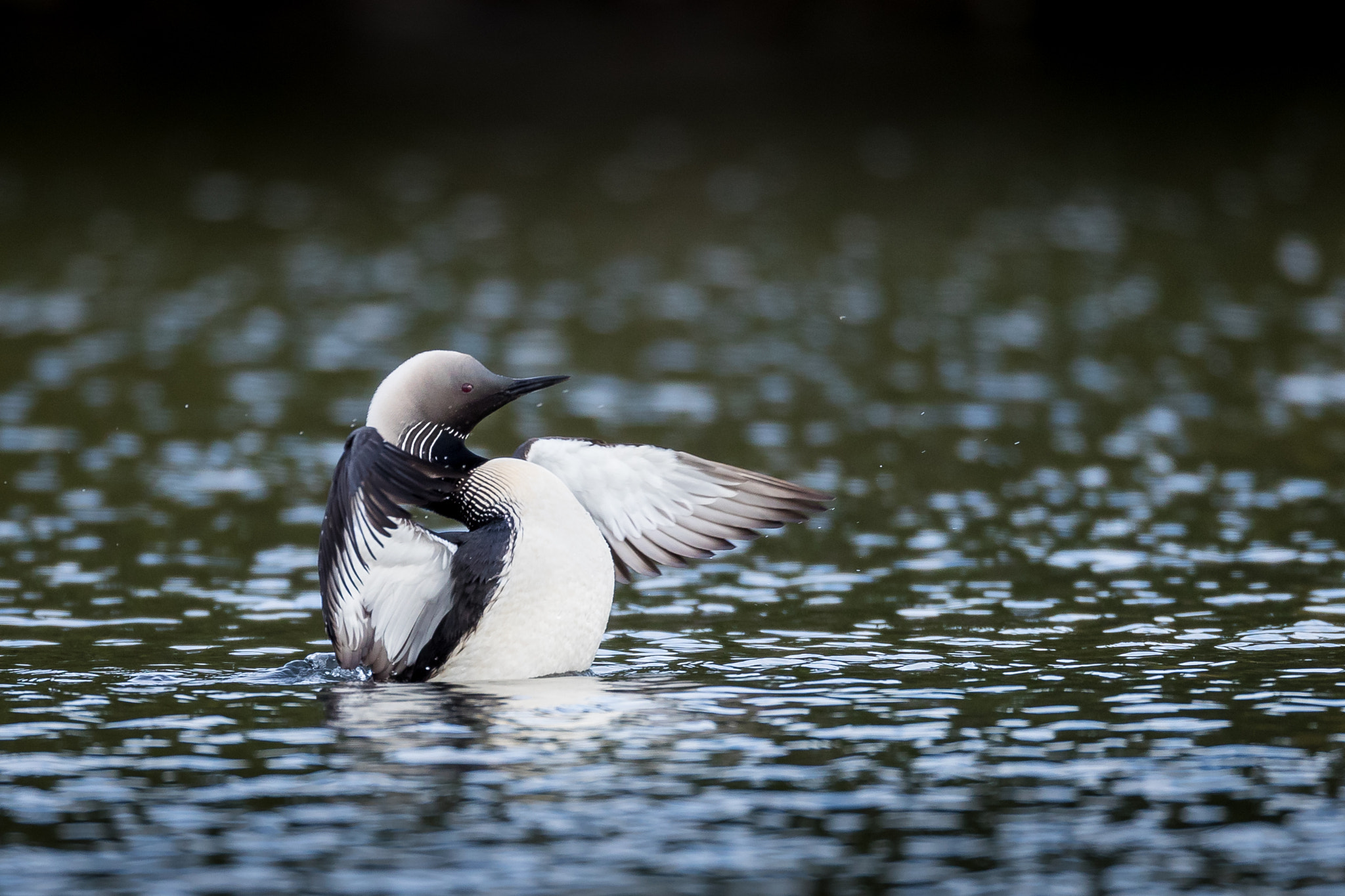 Canon EF 800mm F5.6L IS USM sample photo. Pacific loon photography
