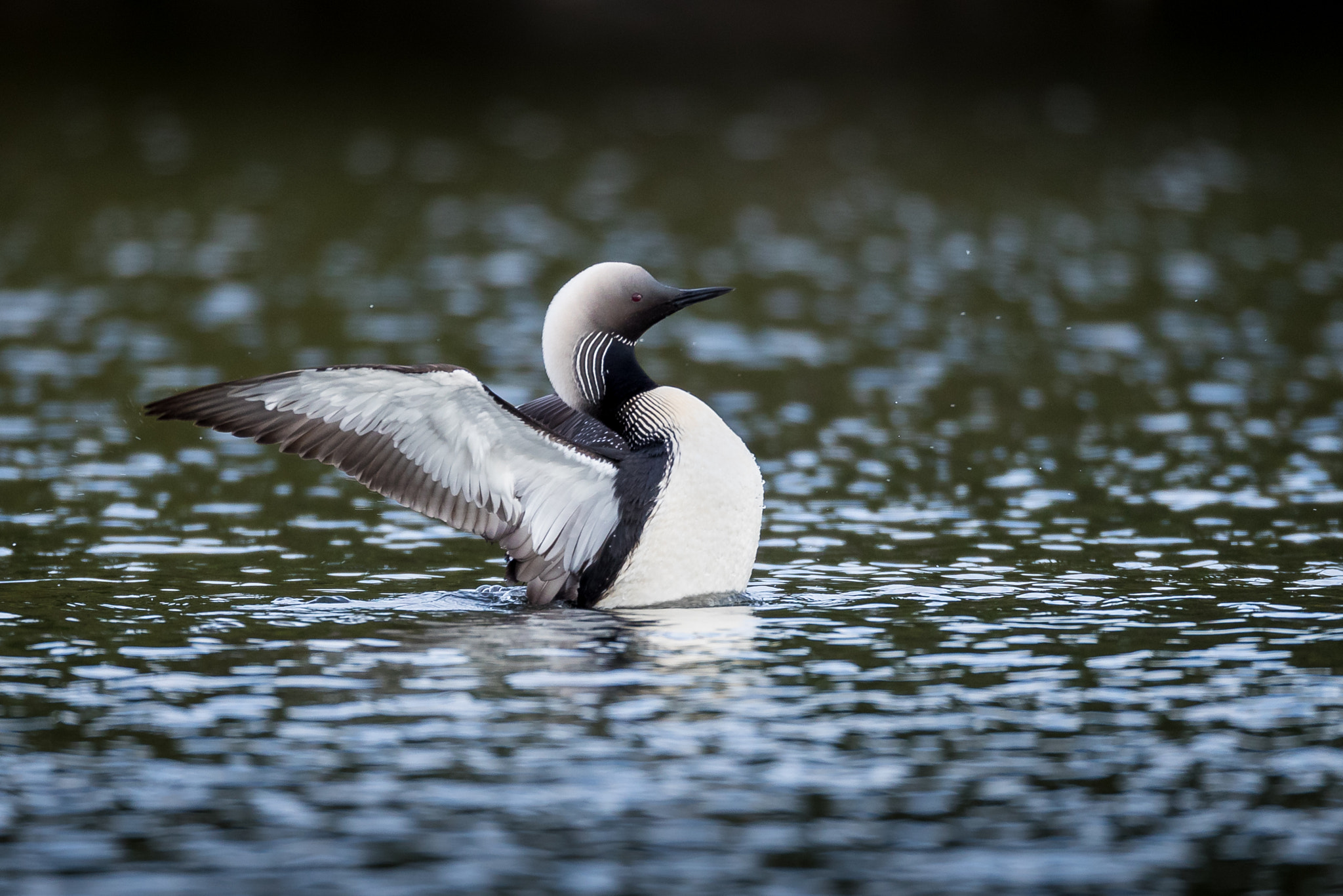 Canon EOS-1D X Mark II + Canon EF 800mm F5.6L IS USM sample photo. Pacific loon photography