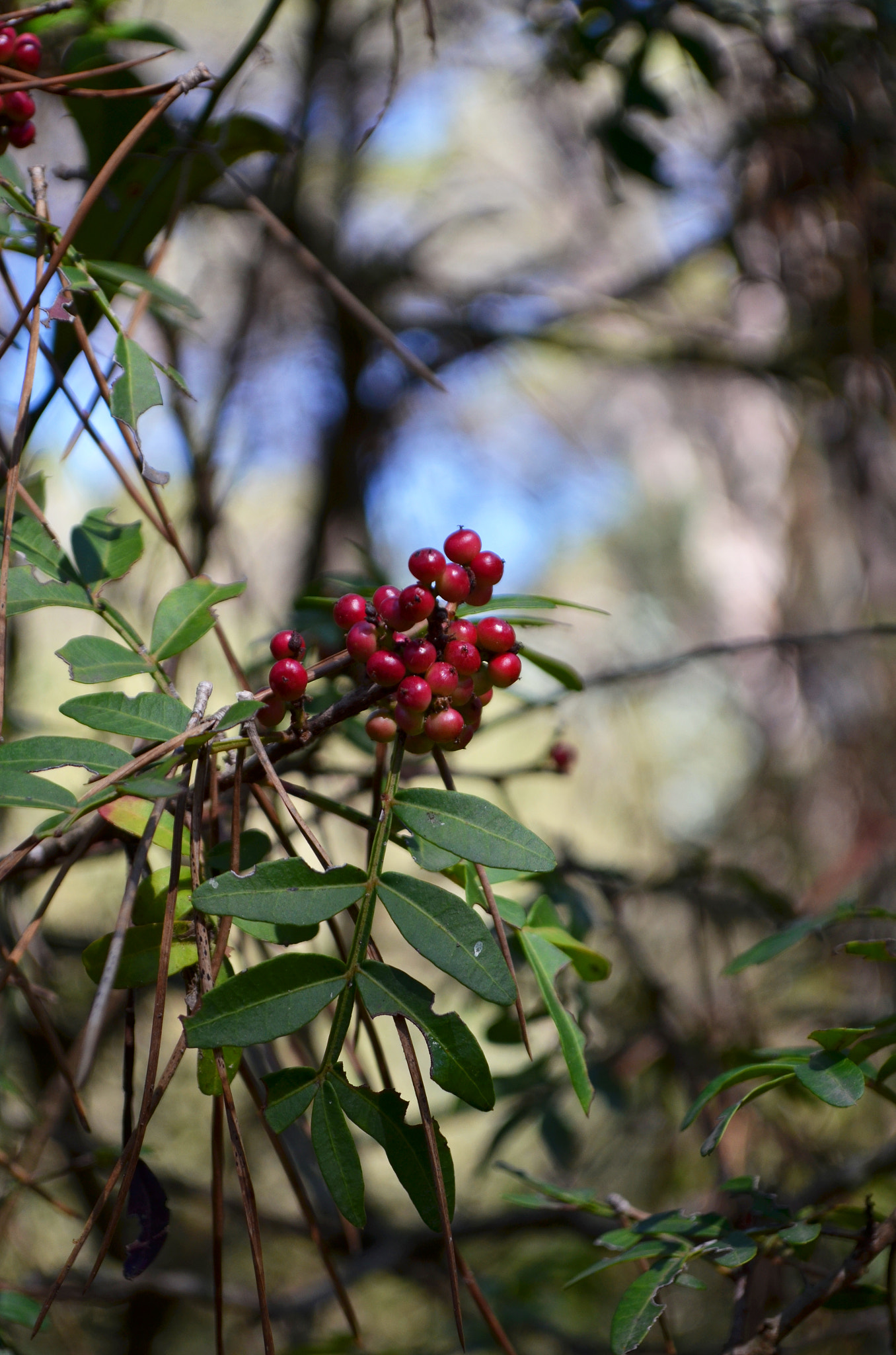 Nikon D5100 sample photo. Pistacia lentiscus photography