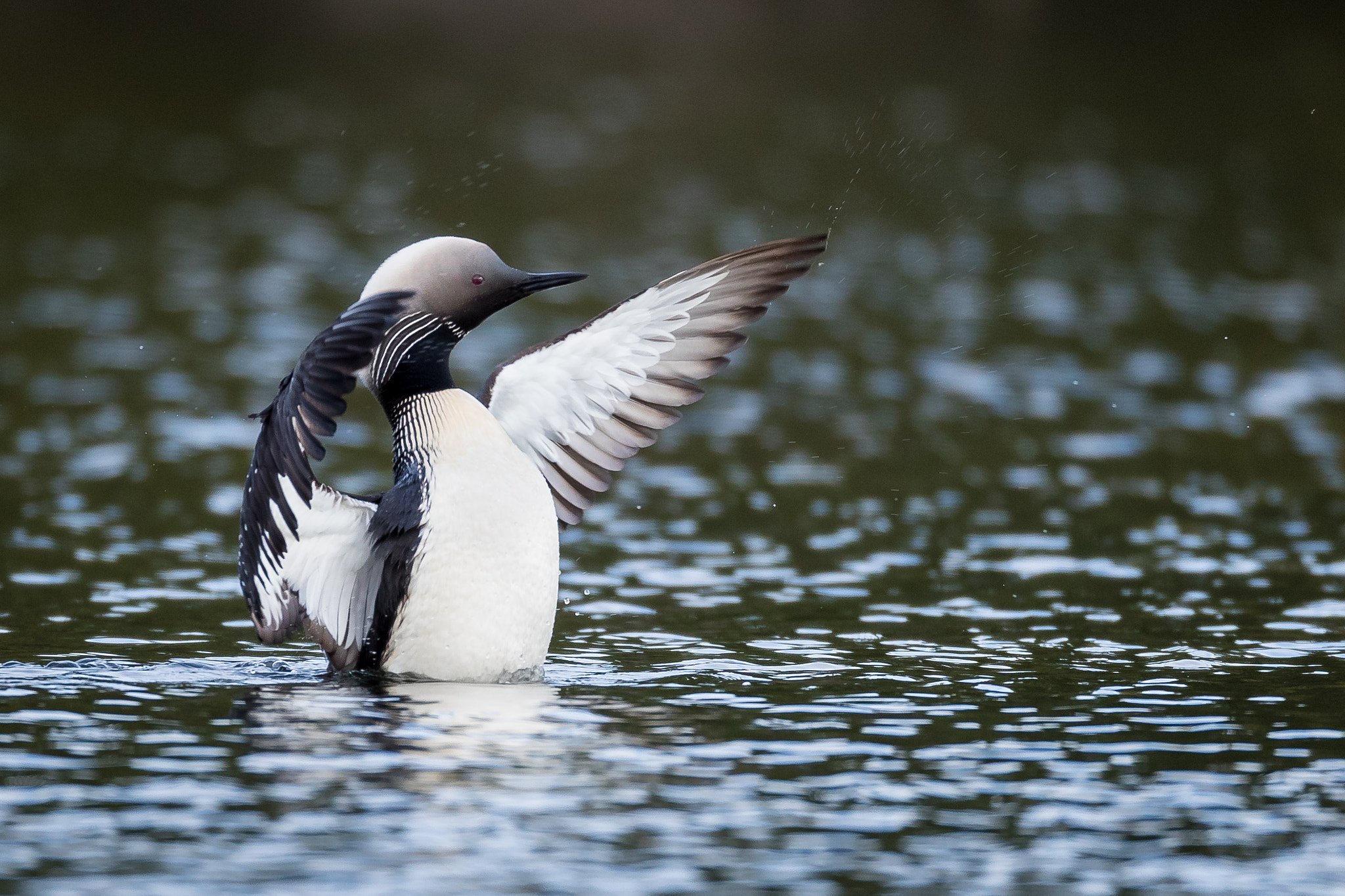 Canon EF 800mm F5.6L IS USM sample photo. Pacific loon photography