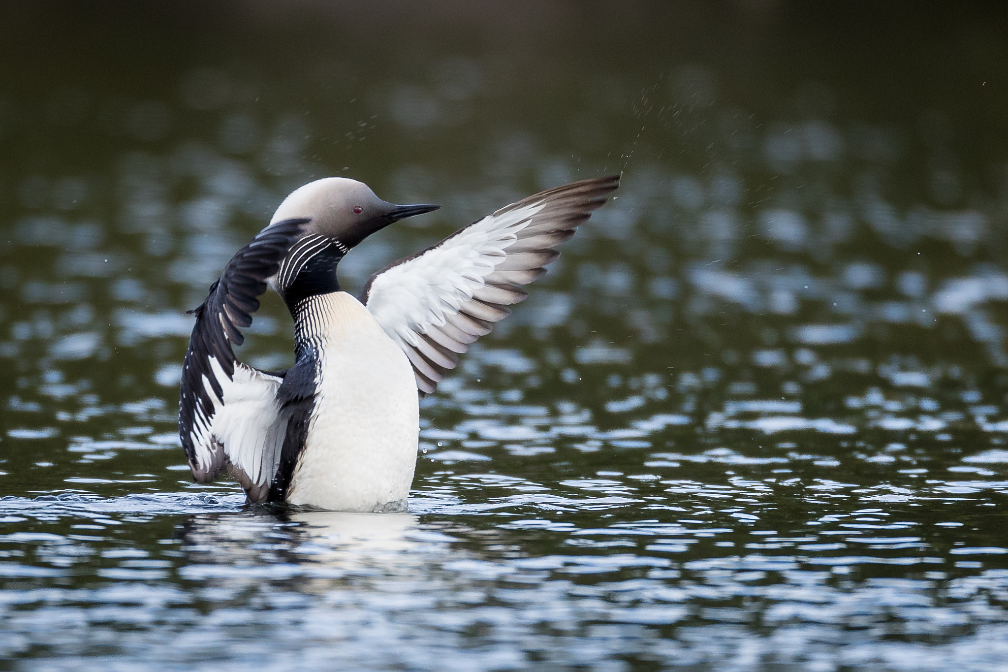 Canon EOS-1D X Mark II + Canon EF 800mm F5.6L IS USM sample photo. Pacific loon photography