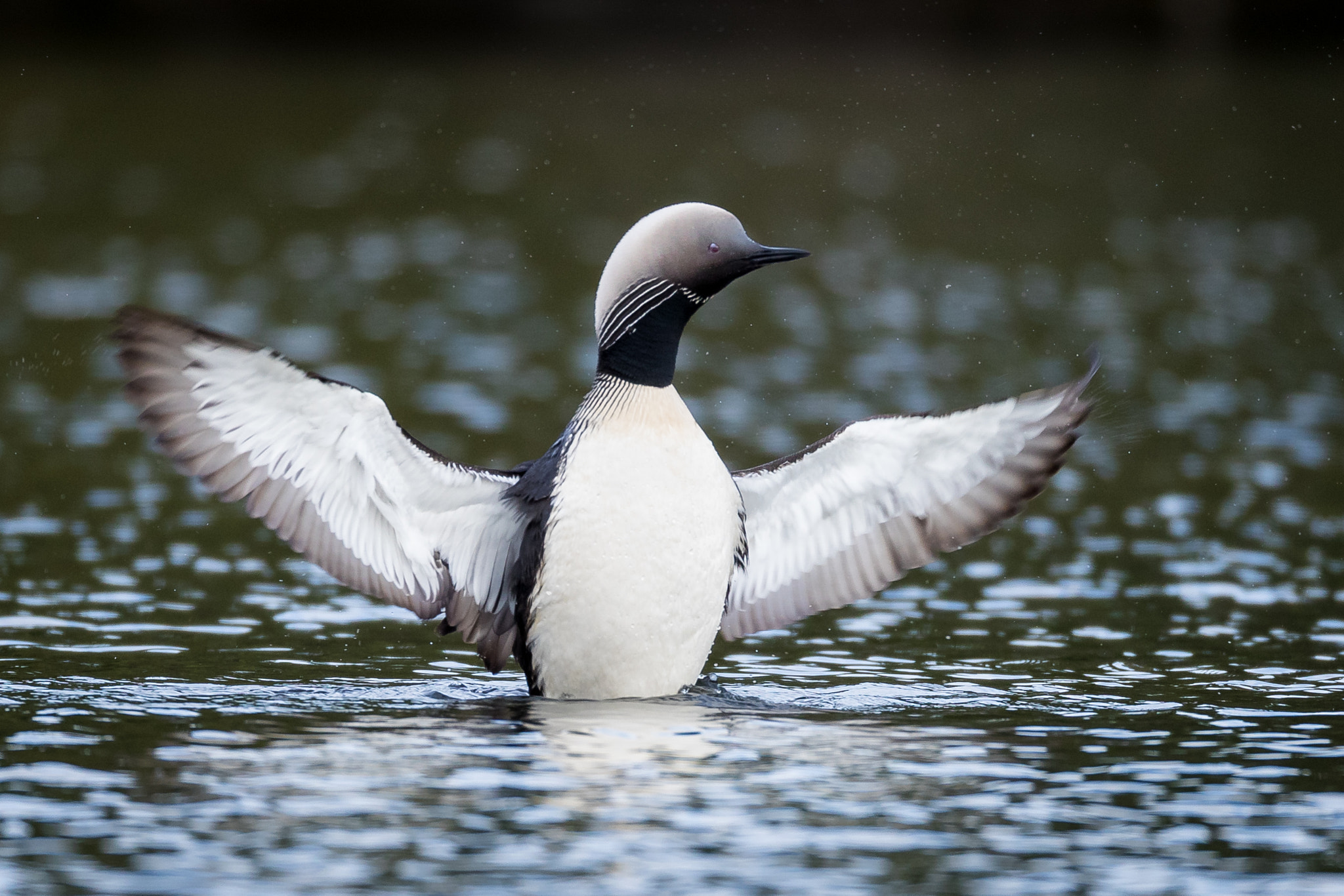 Canon EOS-1D X Mark II + Canon EF 800mm F5.6L IS USM sample photo. Pacific loon photography