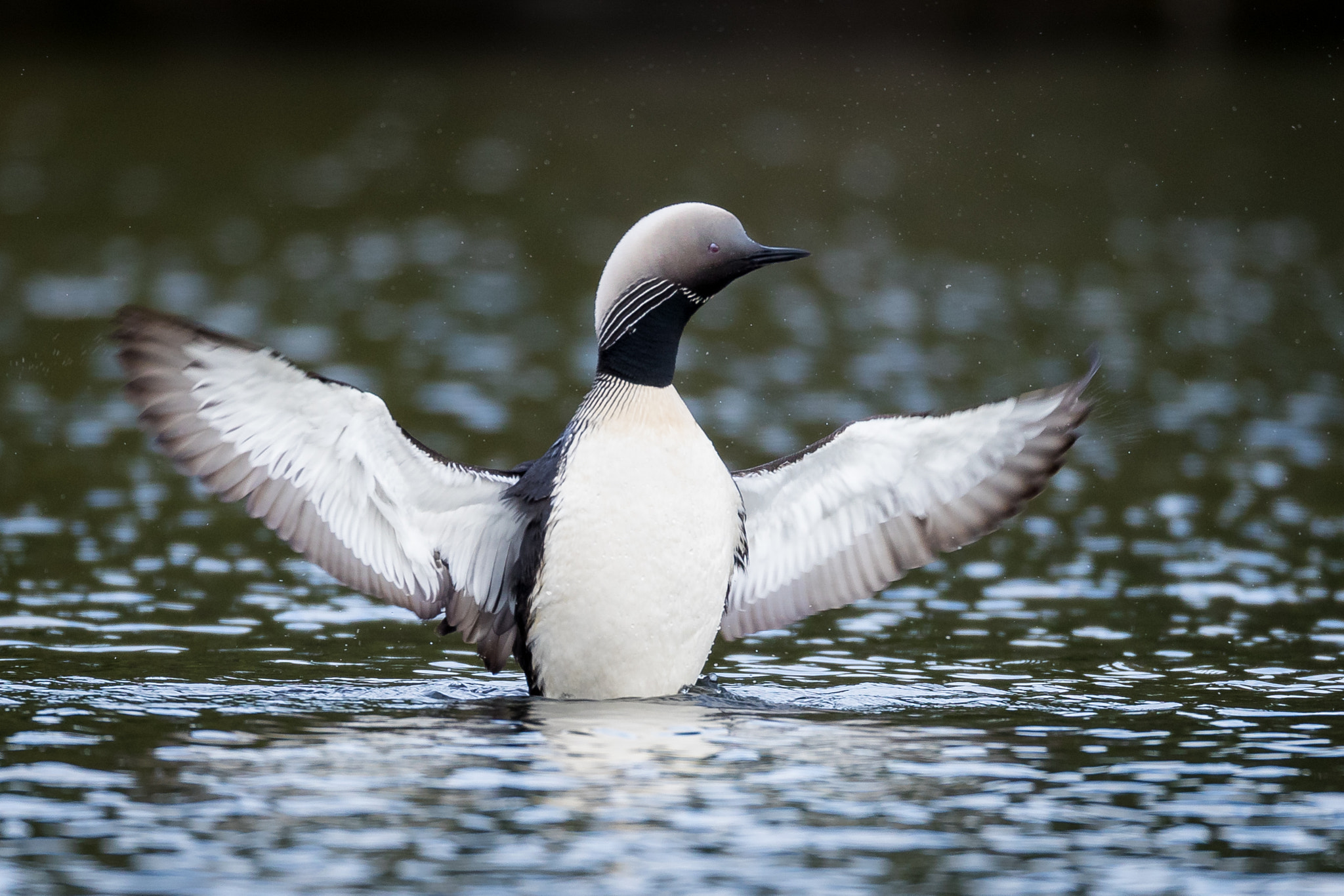 Canon EOS-1D X Mark II sample photo. Pacific loon photography