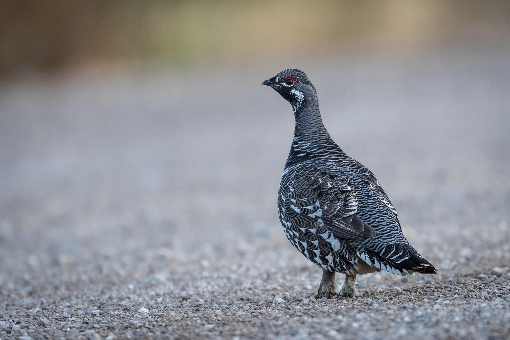 Canon EF 800mm F5.6L IS USM sample photo. Spruce grouse photography