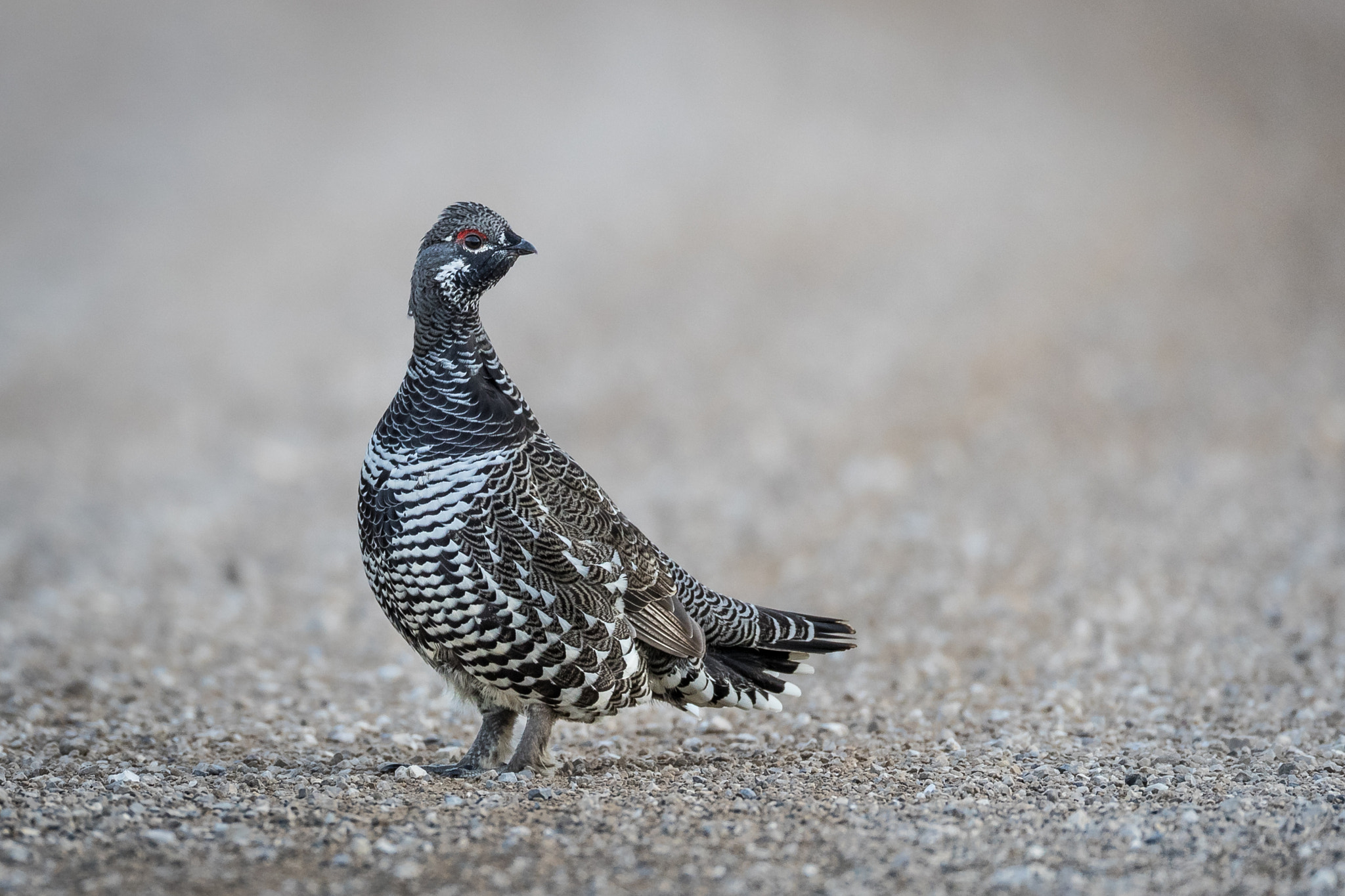 Canon EF 800mm F5.6L IS USM sample photo. Spruce grouse photography