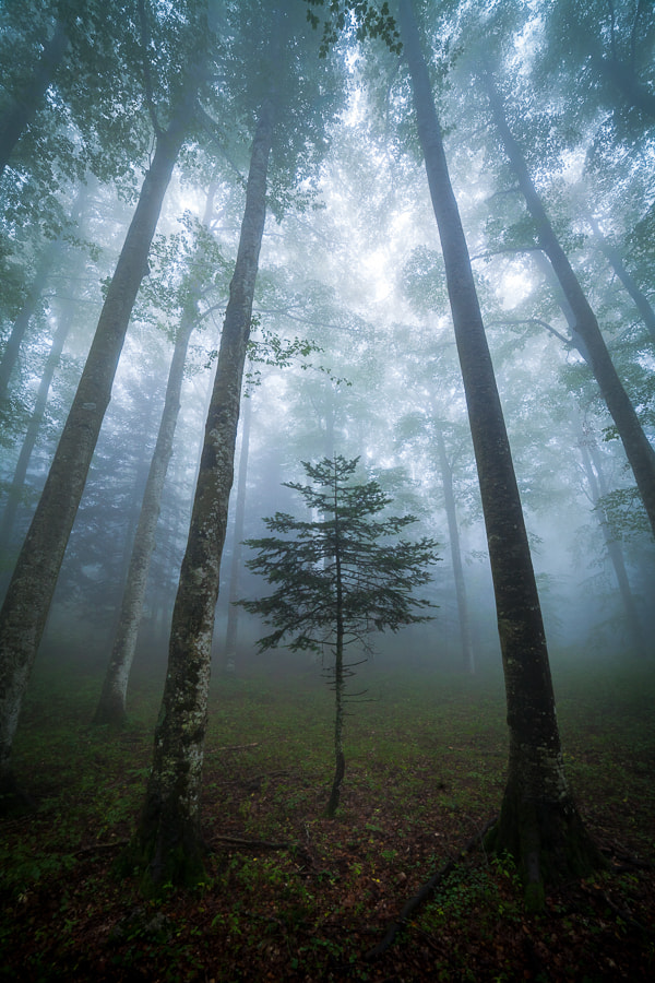 Canon EF 14mm F2.8L II USM sample photo. Forêts photography