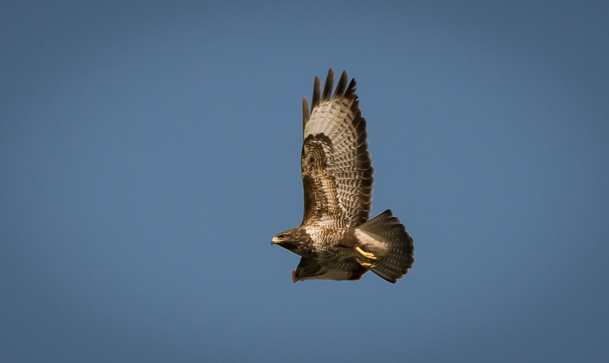 Sigma 150-500mm F5-6.3 DG OS HSM sample photo. Bussard ii photography