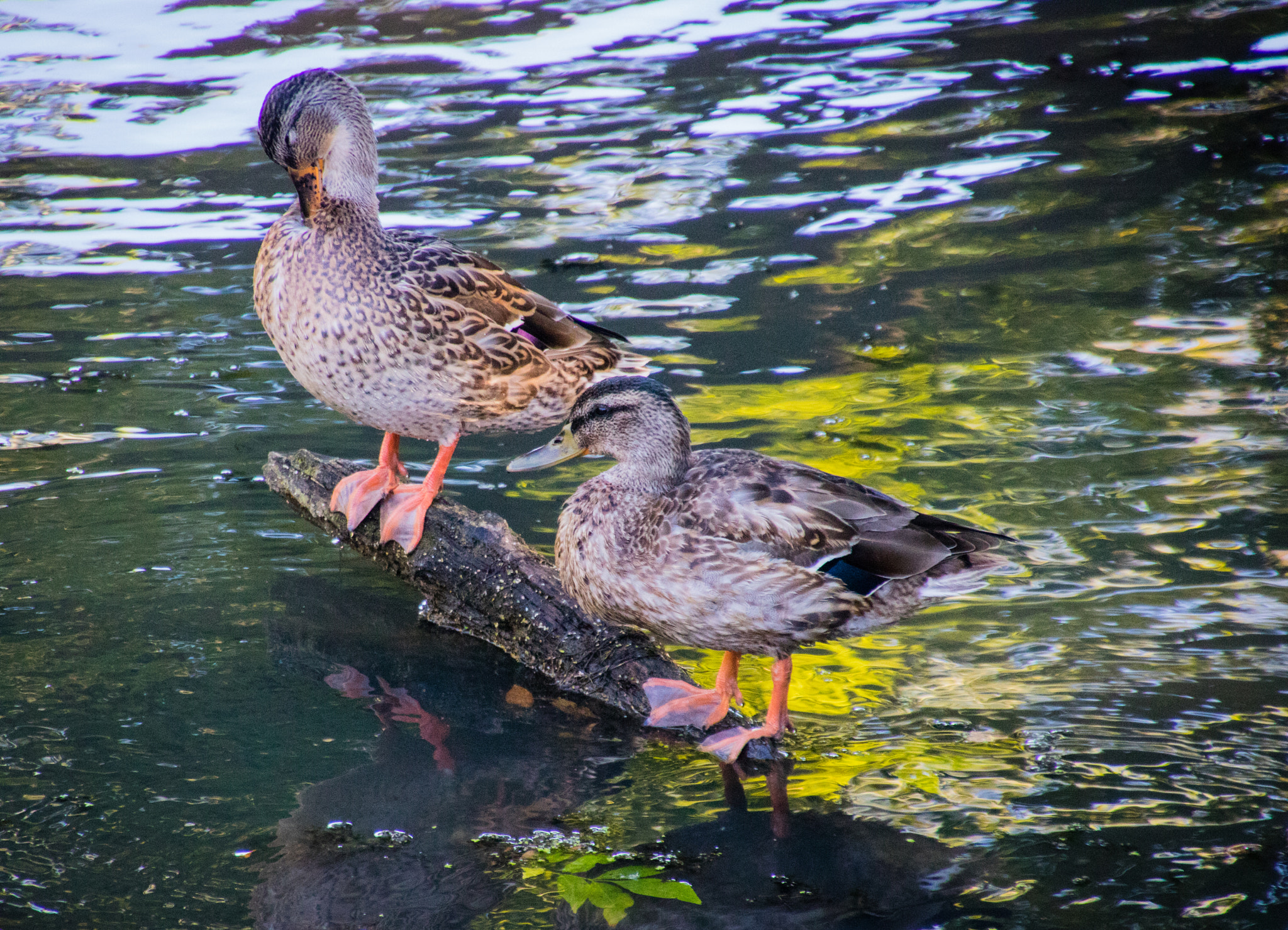 Canon EOS 760D (EOS Rebel T6s / EOS 8000D) sample photo. Ducks on a log photography