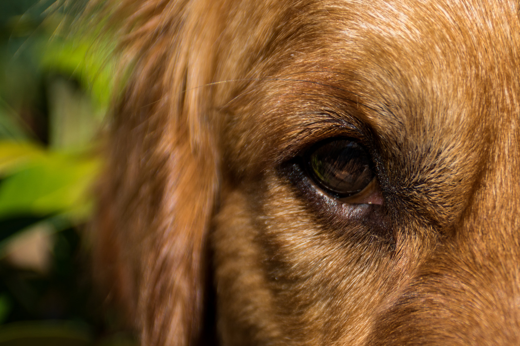 Sony DT 18-200mm F3.5-6.3 sample photo. Close up photography