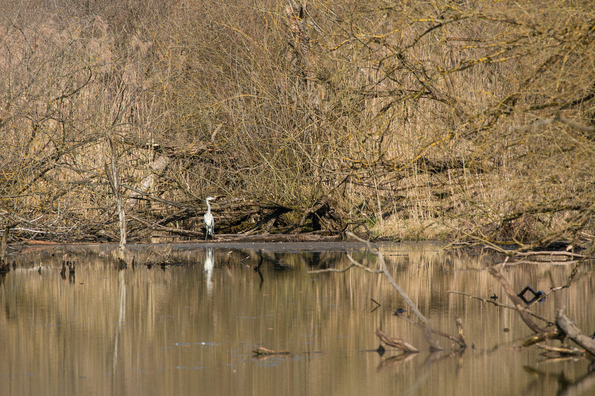 Canon EOS 70D + Canon EF 28-300mm F3.5-5.6L IS USM sample photo. Wild pond photography