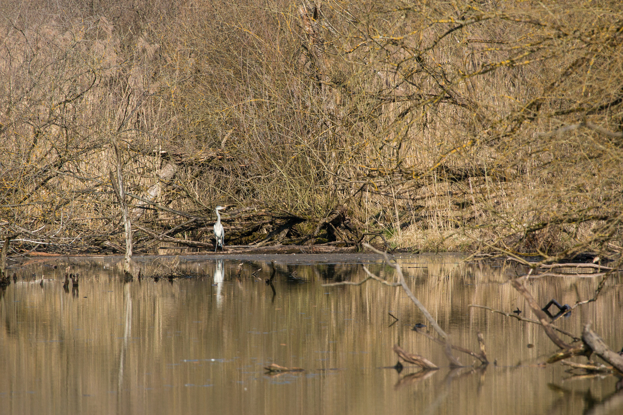 Canon EF 28-300mm F3.5-5.6L IS USM sample photo. Wild pond photography