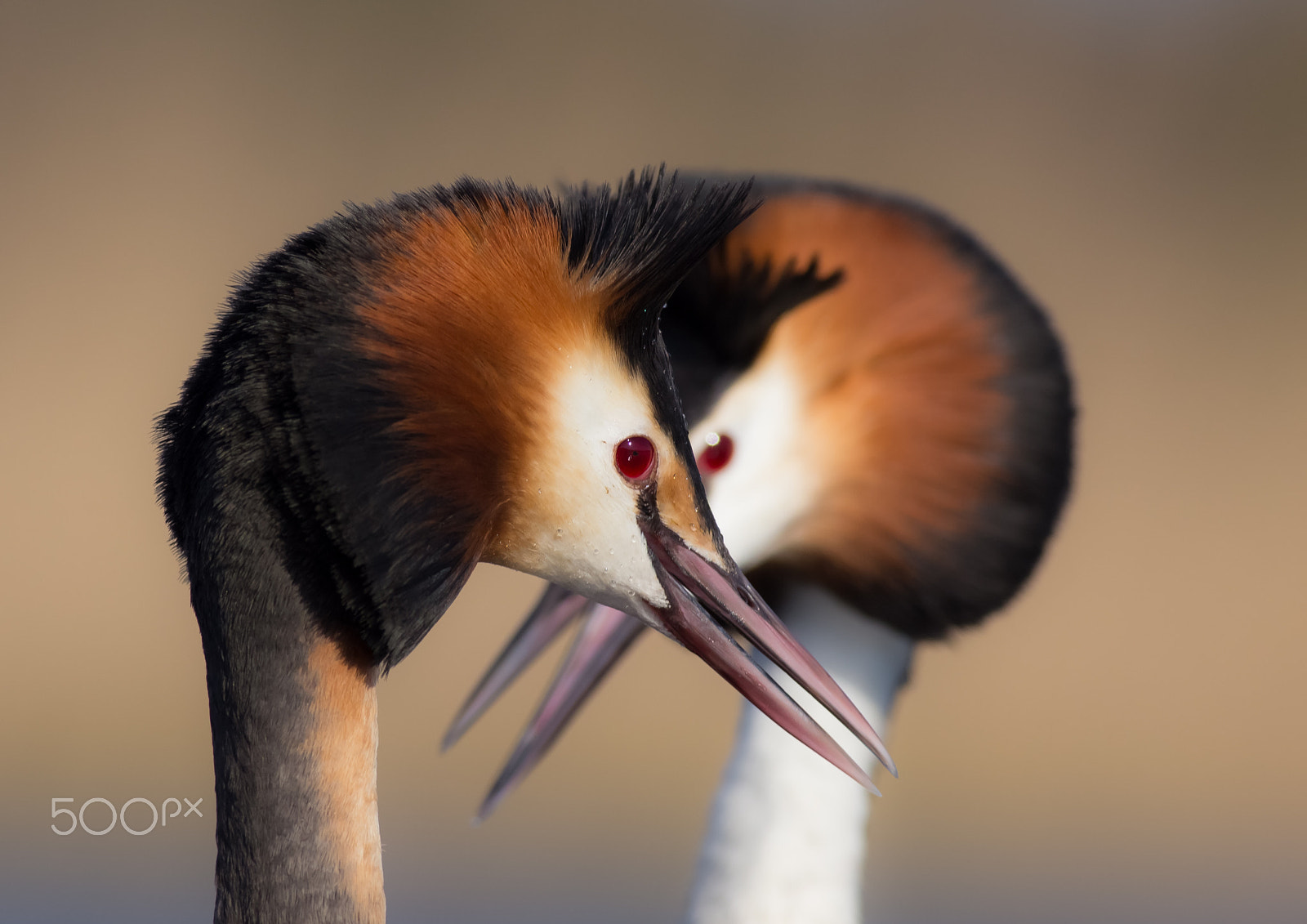 Canon EOS 6D + Canon EF 400mm F5.6L USM sample photo. Great crested grebe photography