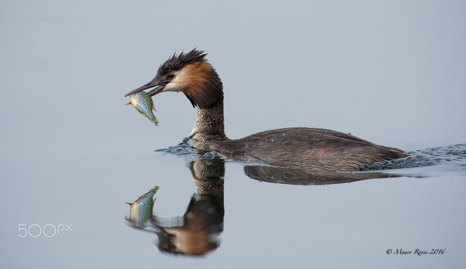 Nikon AF-S Nikkor 300mm F2.8G ED VR II sample photo. "as in a mirrow..."  great crested grebe photography
