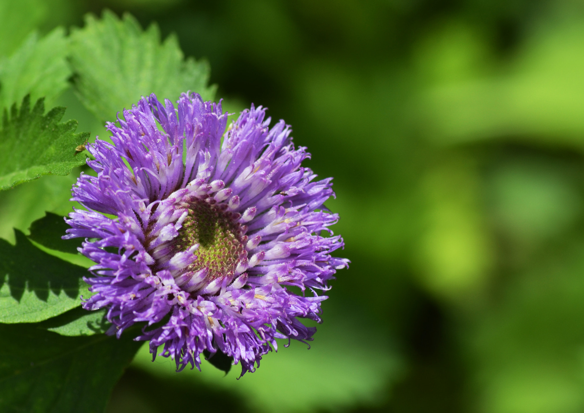 Nikon AF-S Nikkor 500mm F4D ED-IF II sample photo. Flower photography