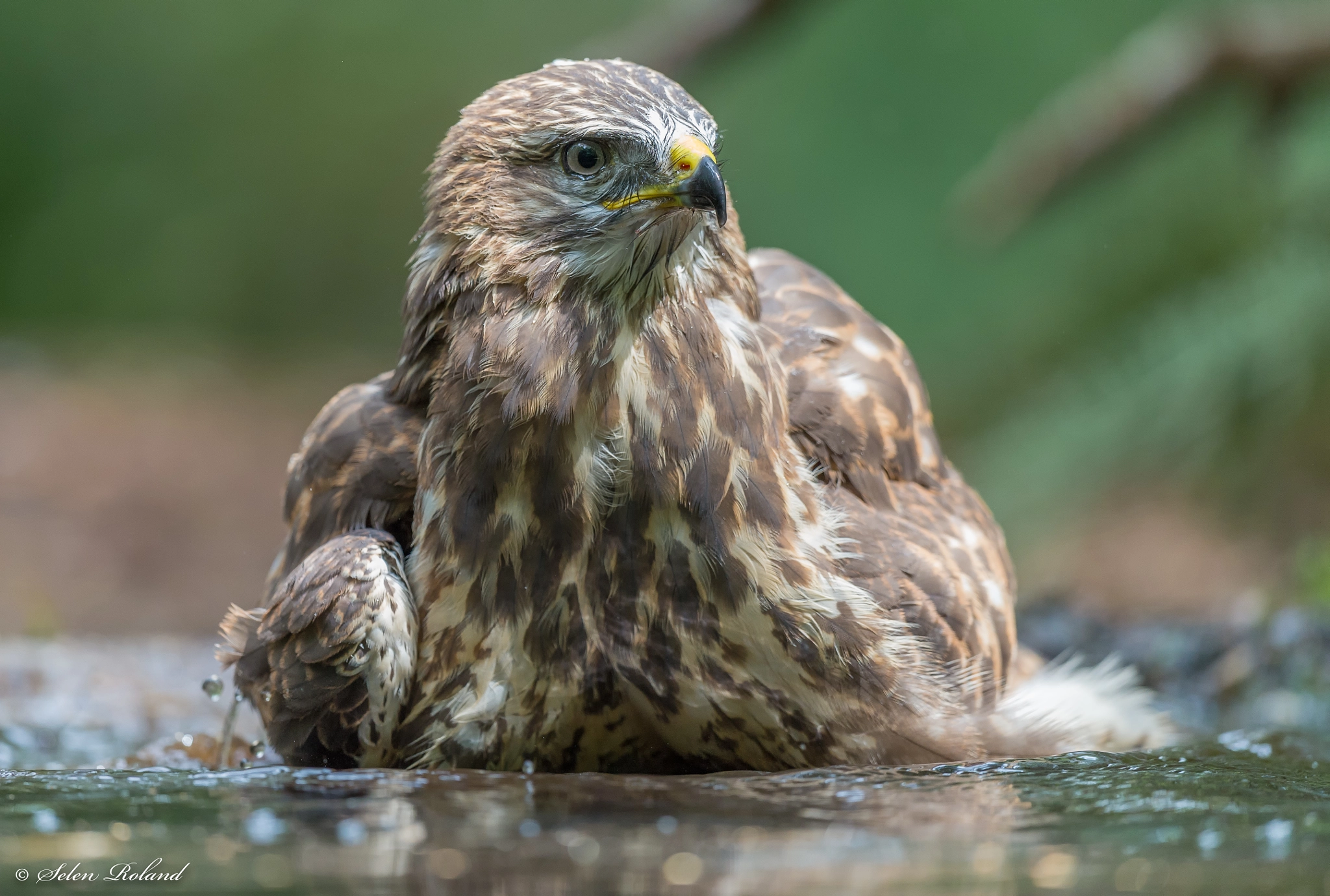 Nikon D4 sample photo. Buizerd - buzzard photography