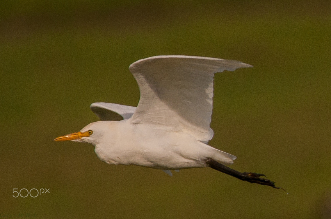Sigma 150-600mm F5-6.3 DG OS HSM | C sample photo. Cattle egret / koereiger photography