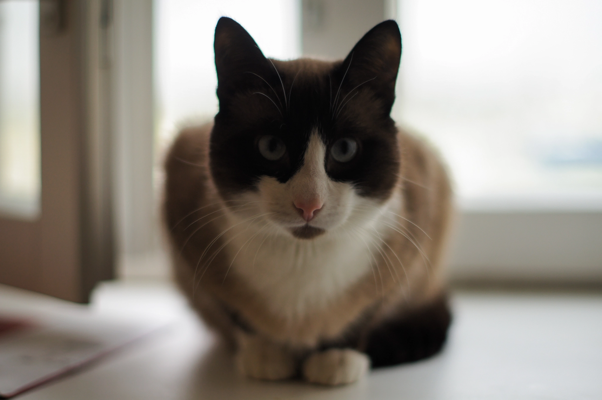 Sony SLT-A55 (SLT-A55V) + Minolta AF 50mm F1.4 [New] sample photo. Another cat vans photography