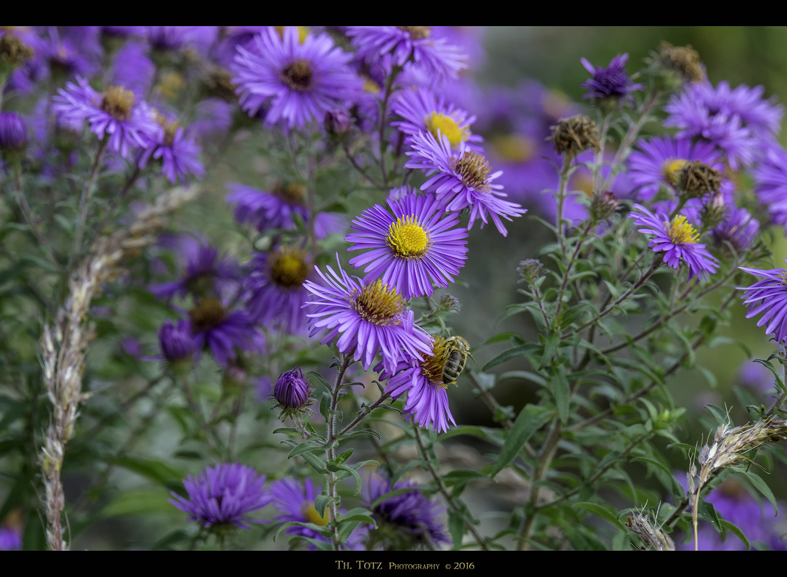 LUMIX G VARIO 45-150/F4.0-5.6 sample photo. Autumn flowers photography