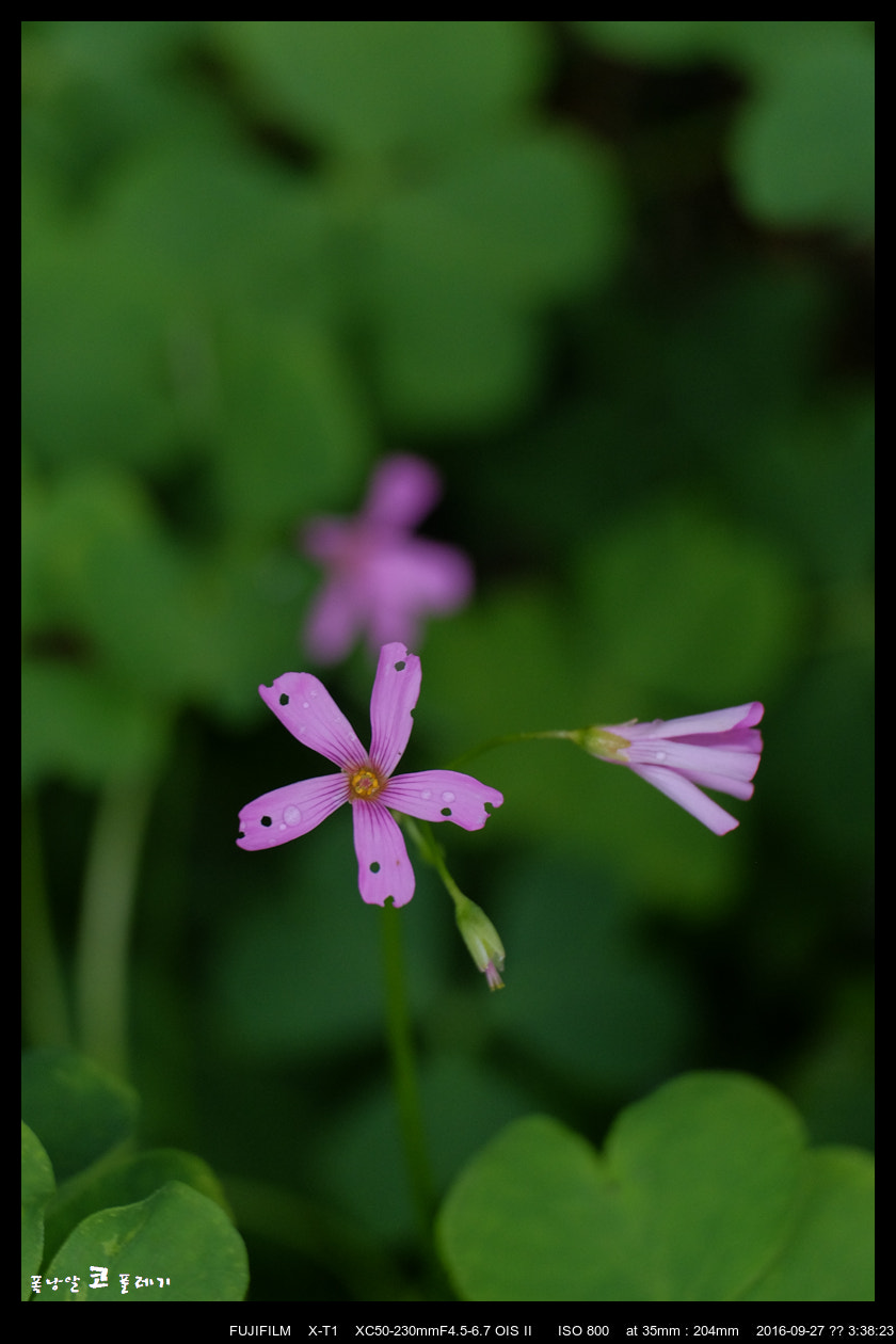 Fujifilm X-T1 + Fujifilm XC 50-230mm F4.5-6.7 OIS II sample photo. Beauty by the infection photography