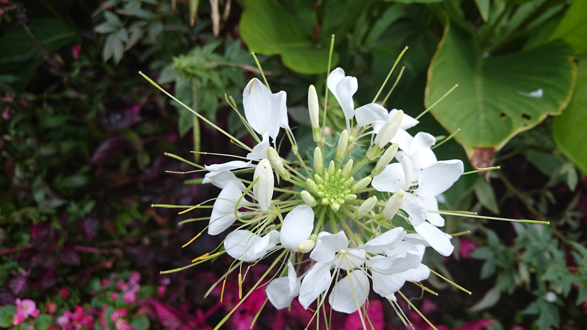 Sony Xperia Z3+ sample photo. #flowers  photography