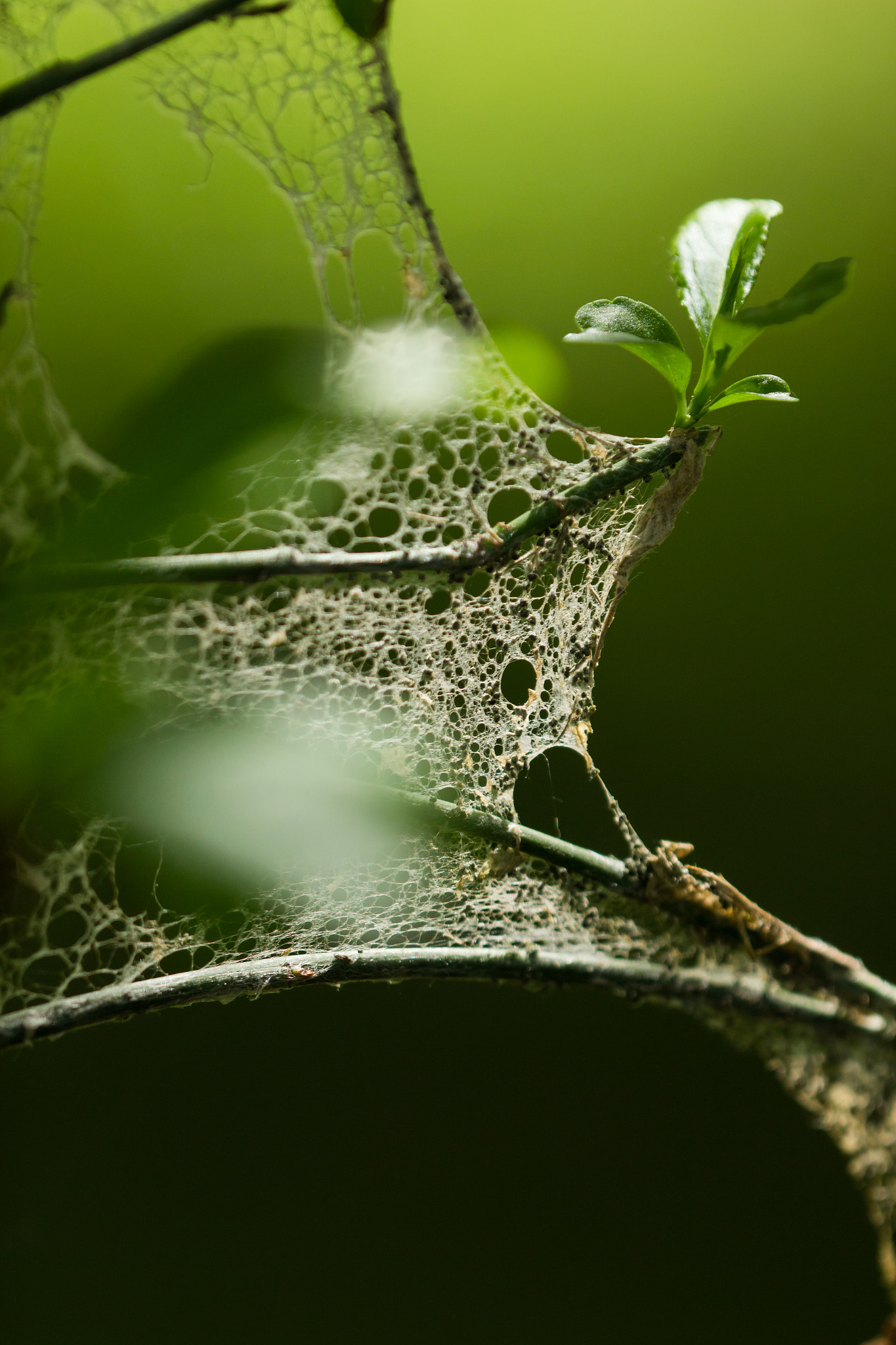 Canon EF 180mm F3.5L Macro USM sample photo. Gaze photography