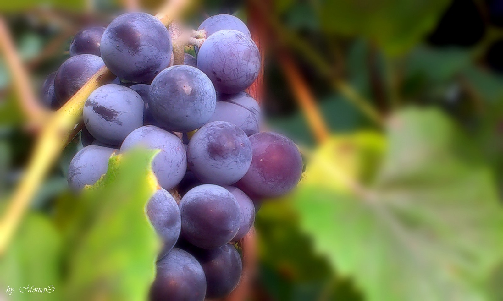 HTC DESIRE X sample photo. Autumn smells grapes.... photography
