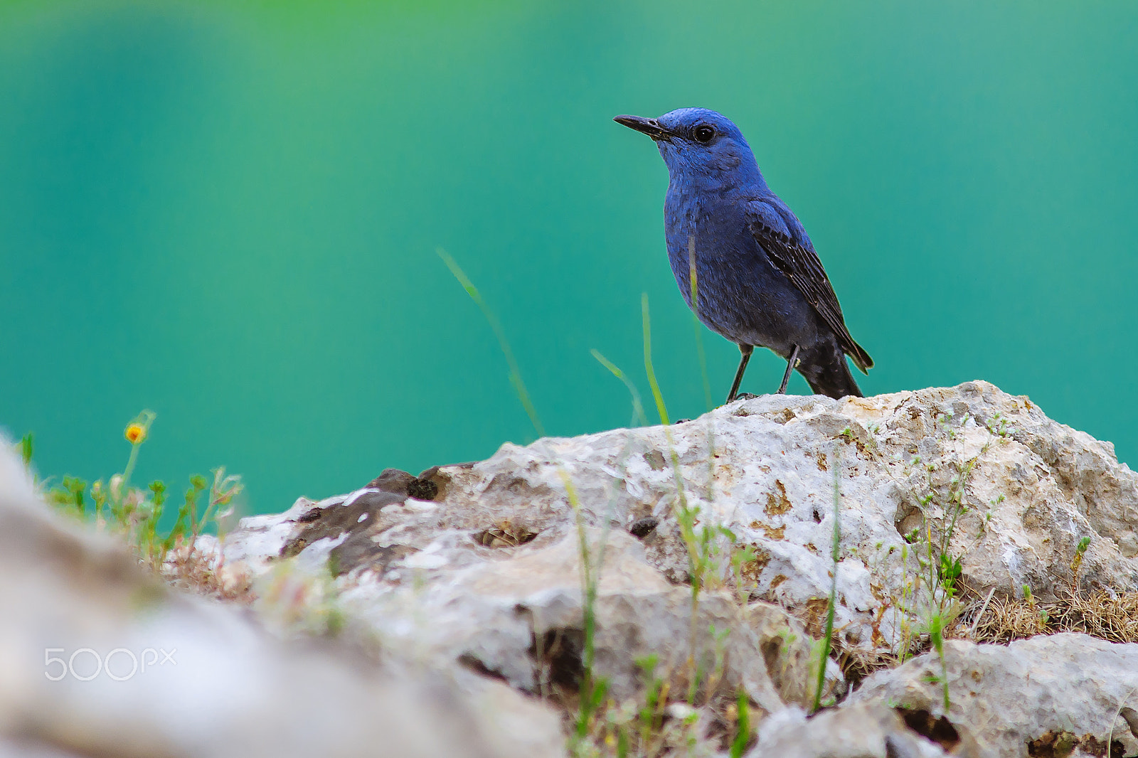 Sony Alpha DSLR-A900 sample photo. Blue bird photography