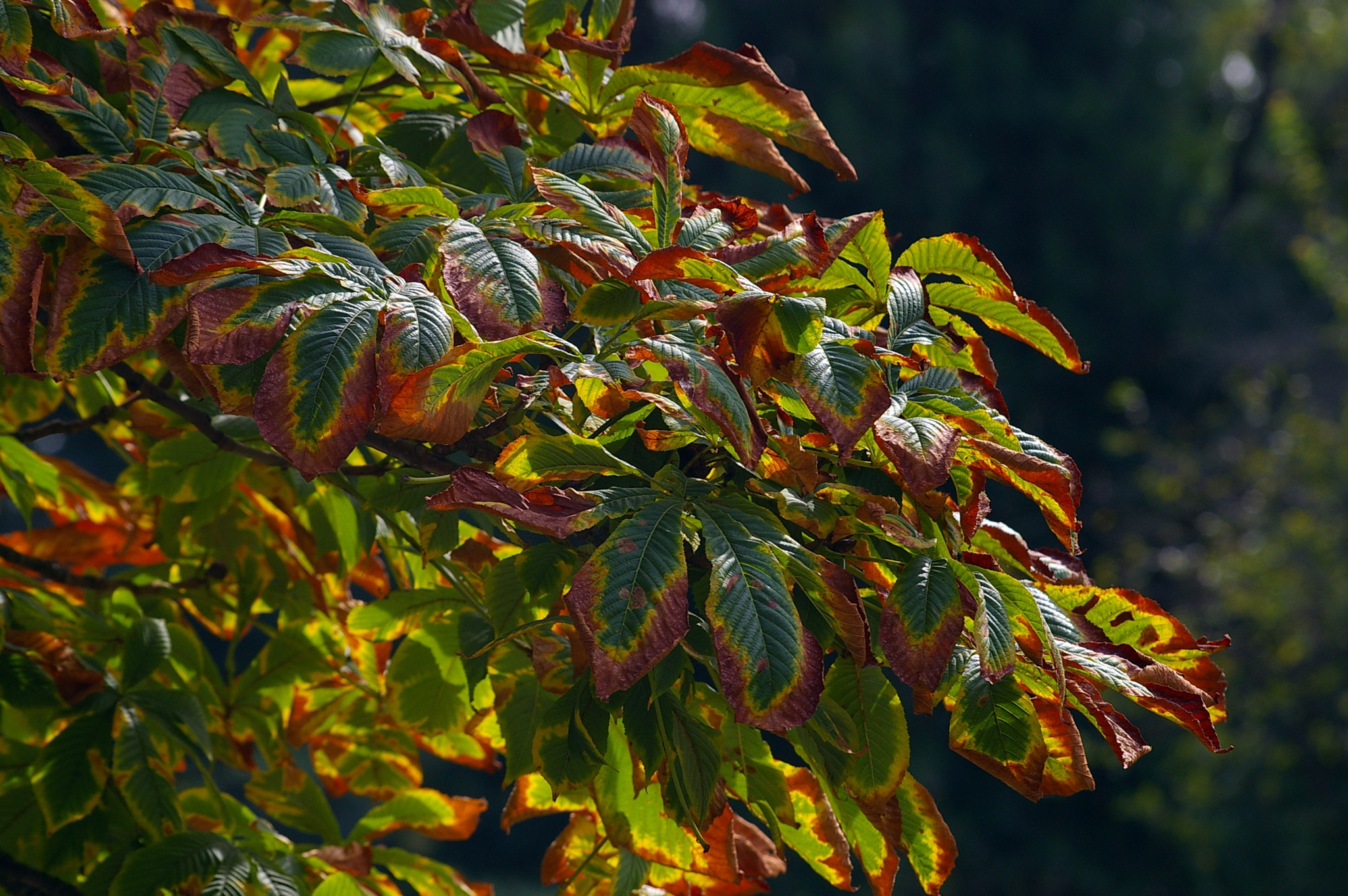 Pentax *ist DL sample photo. Autumn photography