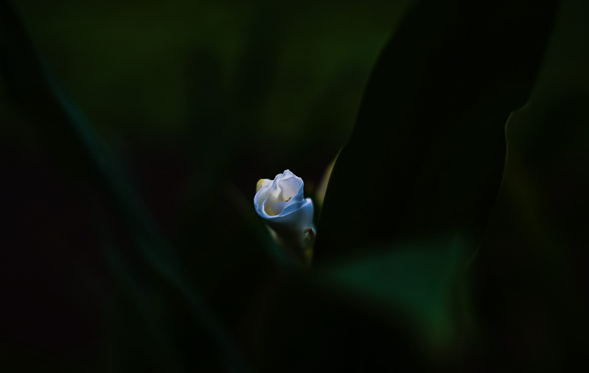 DT 40mm F2.8 SAM sample photo