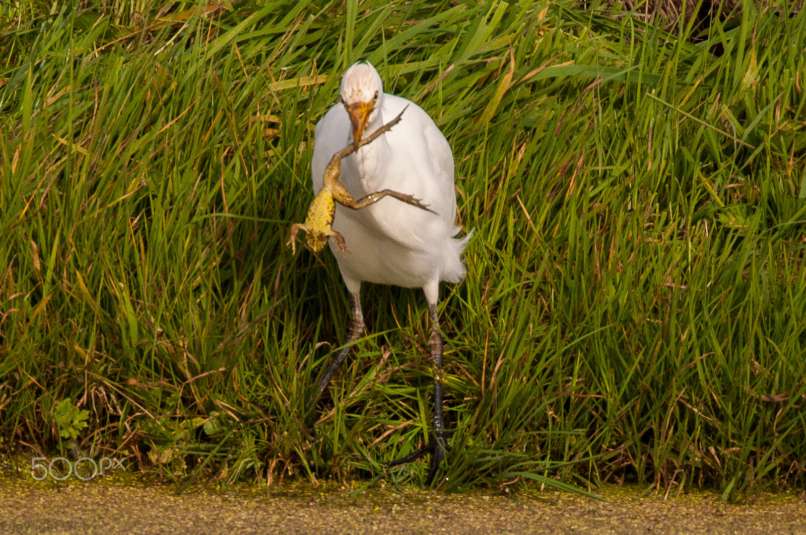 Sigma 150-600mm F5-6.3 DG OS HSM | C sample photo. Cattle egret / koereiger photography