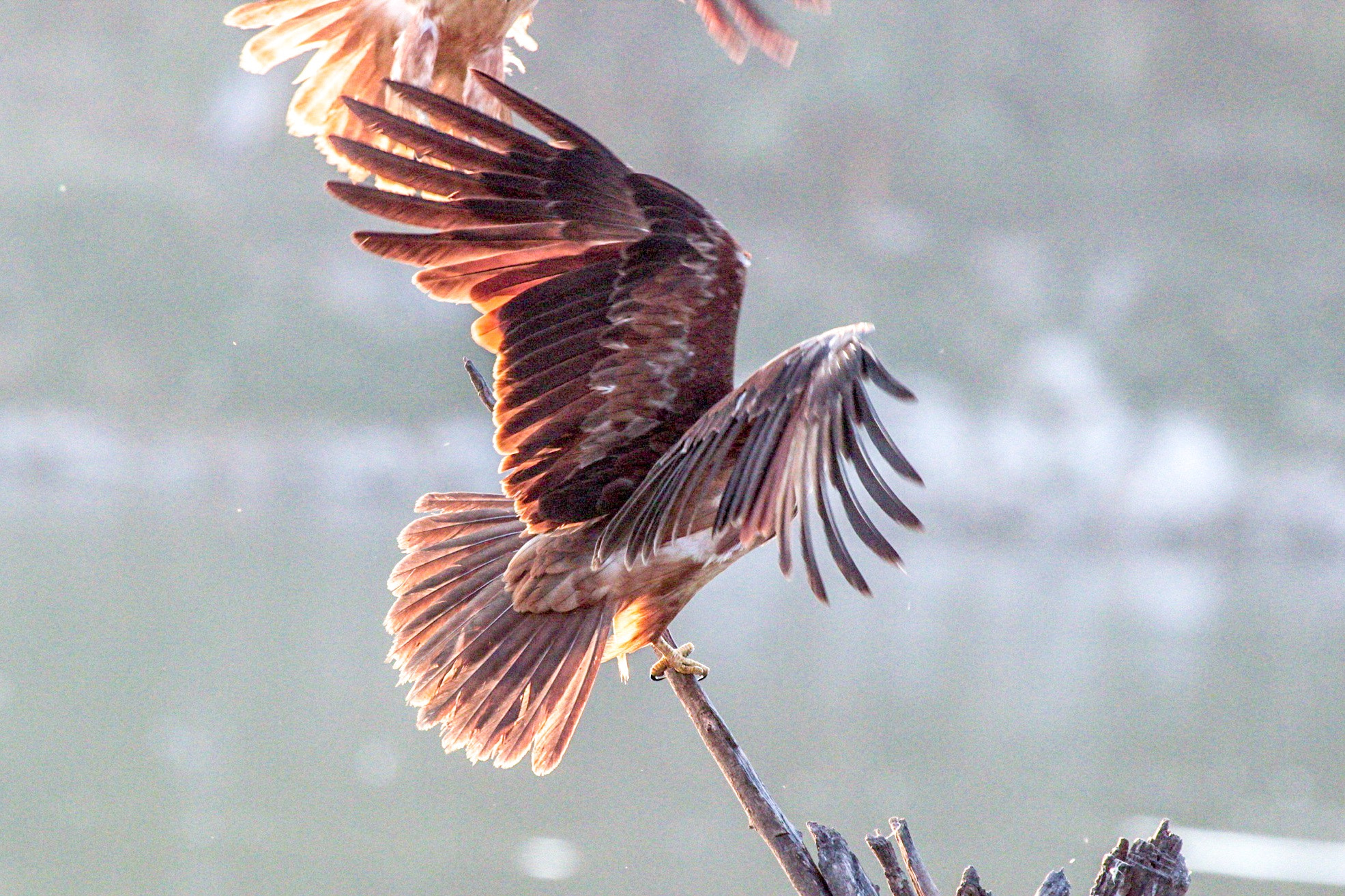 Canon EOS 600D (Rebel EOS T3i / EOS Kiss X5) + Canon EF 100-400mm F4.5-5.6L IS USM sample photo. Wings -brahmini kite photography