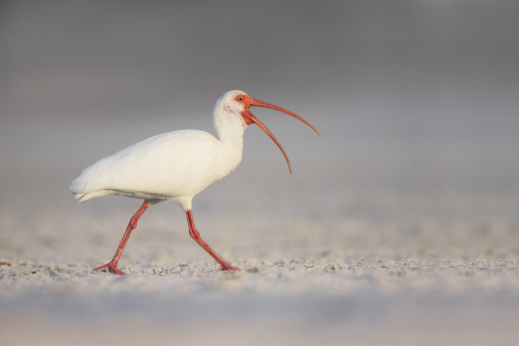 Canon EF 600mm f/4L IS sample photo. White ibis photography